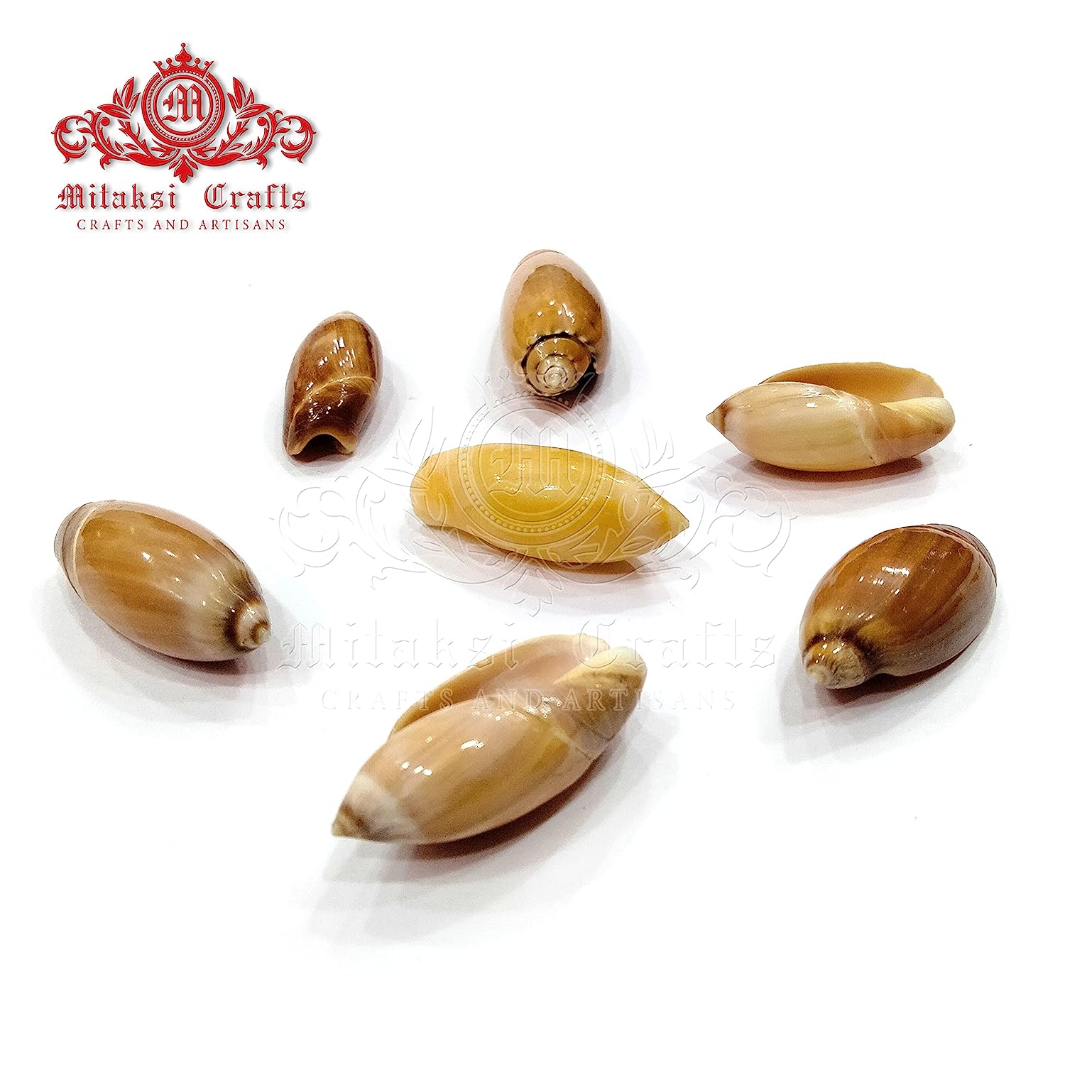 Seashell - Colour Kovanchi - Pointed Ancilla - Ancilla Acuminata - Arts and Crafts - Pack of 20