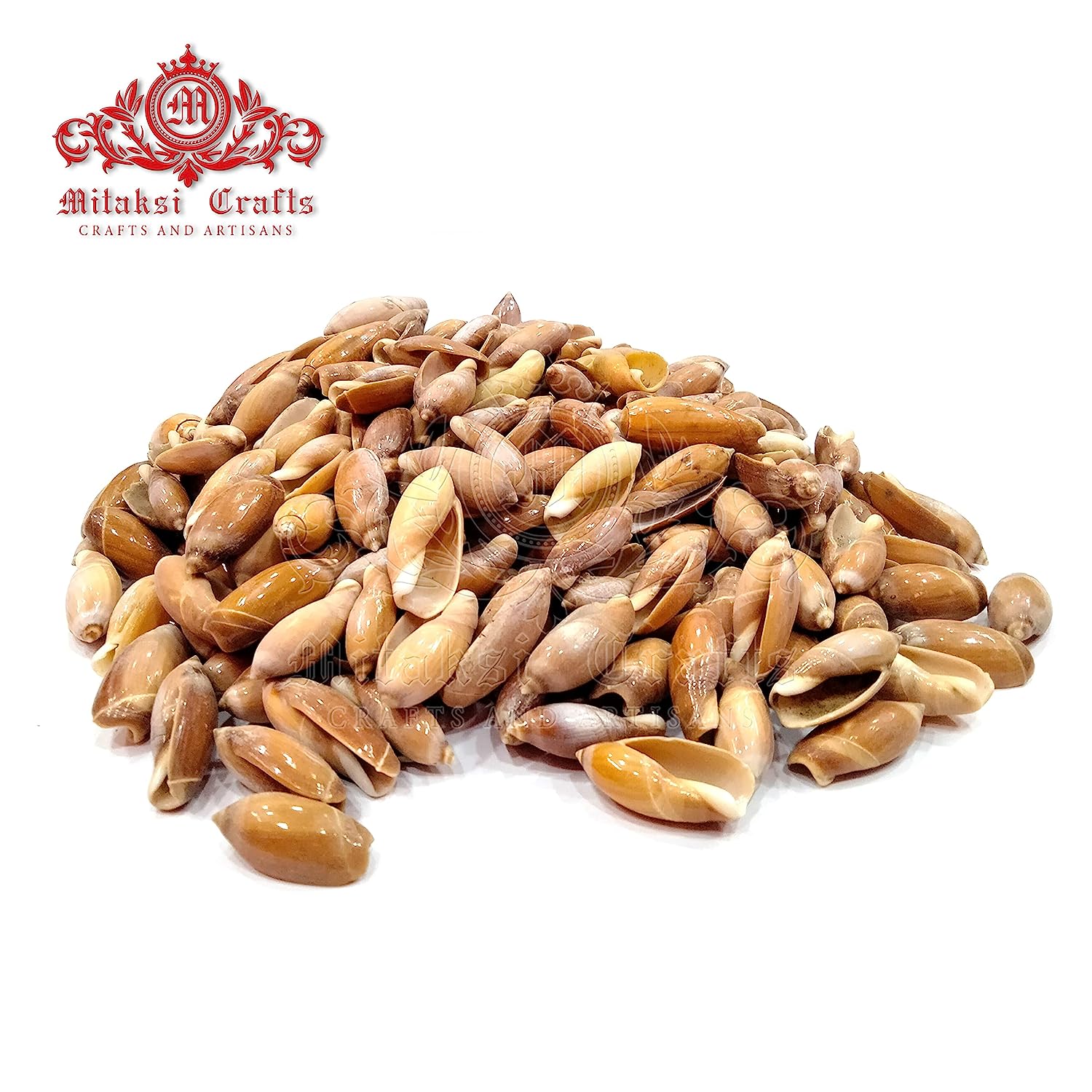 Seashell - Colour Kovanchi - Pointed Ancilla - Ancilla Acuminata - Arts and Crafts - Pack of 20