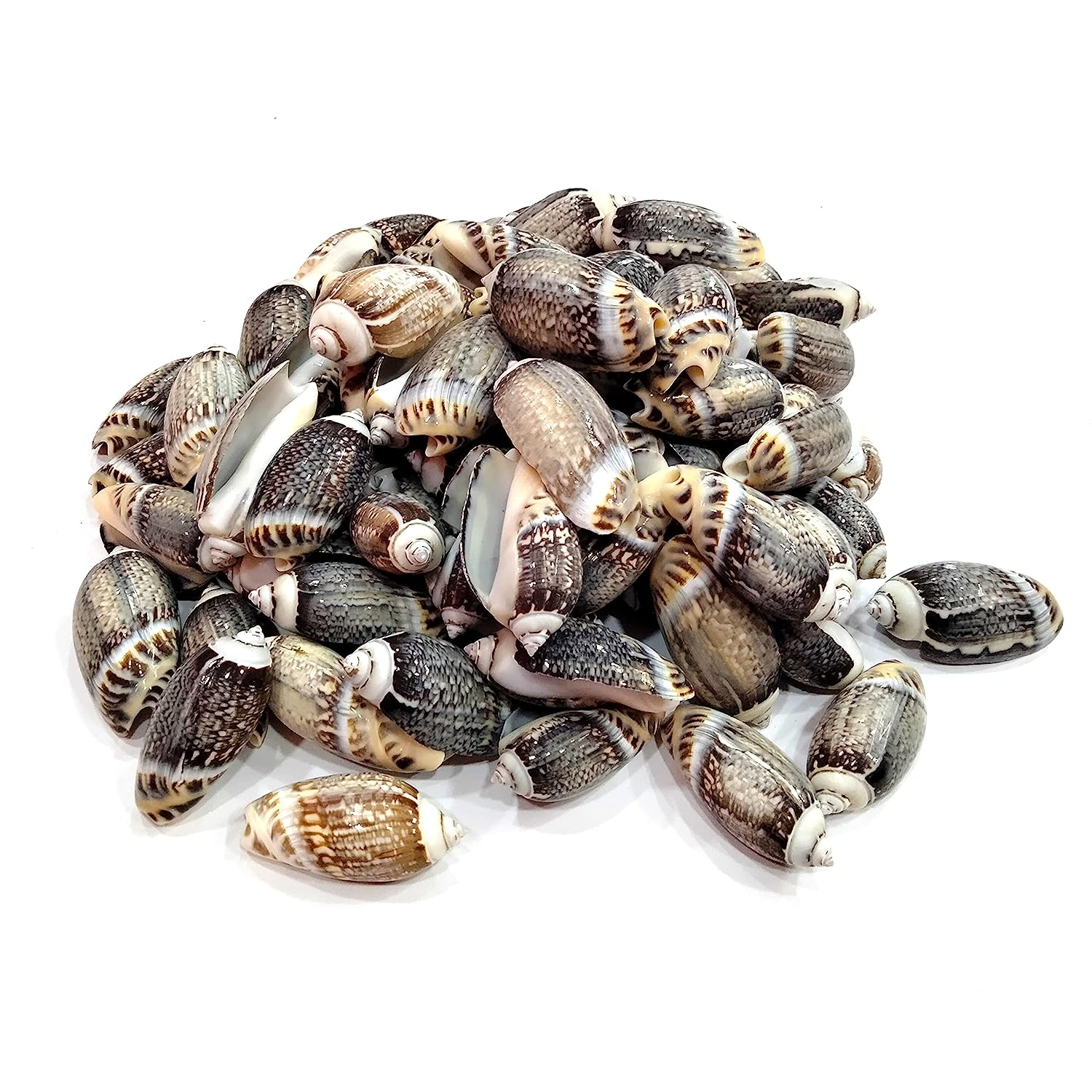 Seashell - Karuppu Kovanchi - Gibbosus Olive - Agaronia Gibbosa - Arts and Crafts - Aquarium - Pack of 20