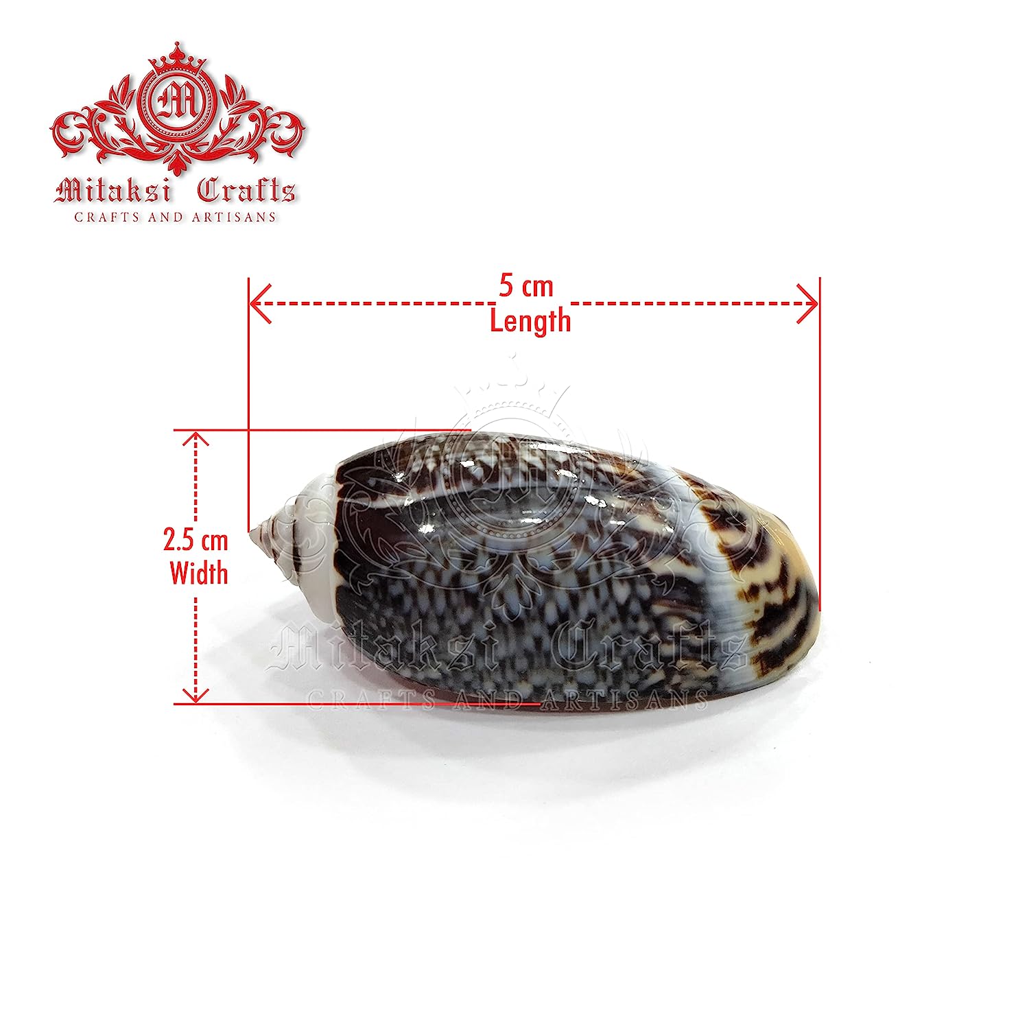 Seashell - Karuppu Kovanchi - Gibbosus Olive - Agaronia Gibbosa - Arts and Crafts - Aquarium - Pack of 20