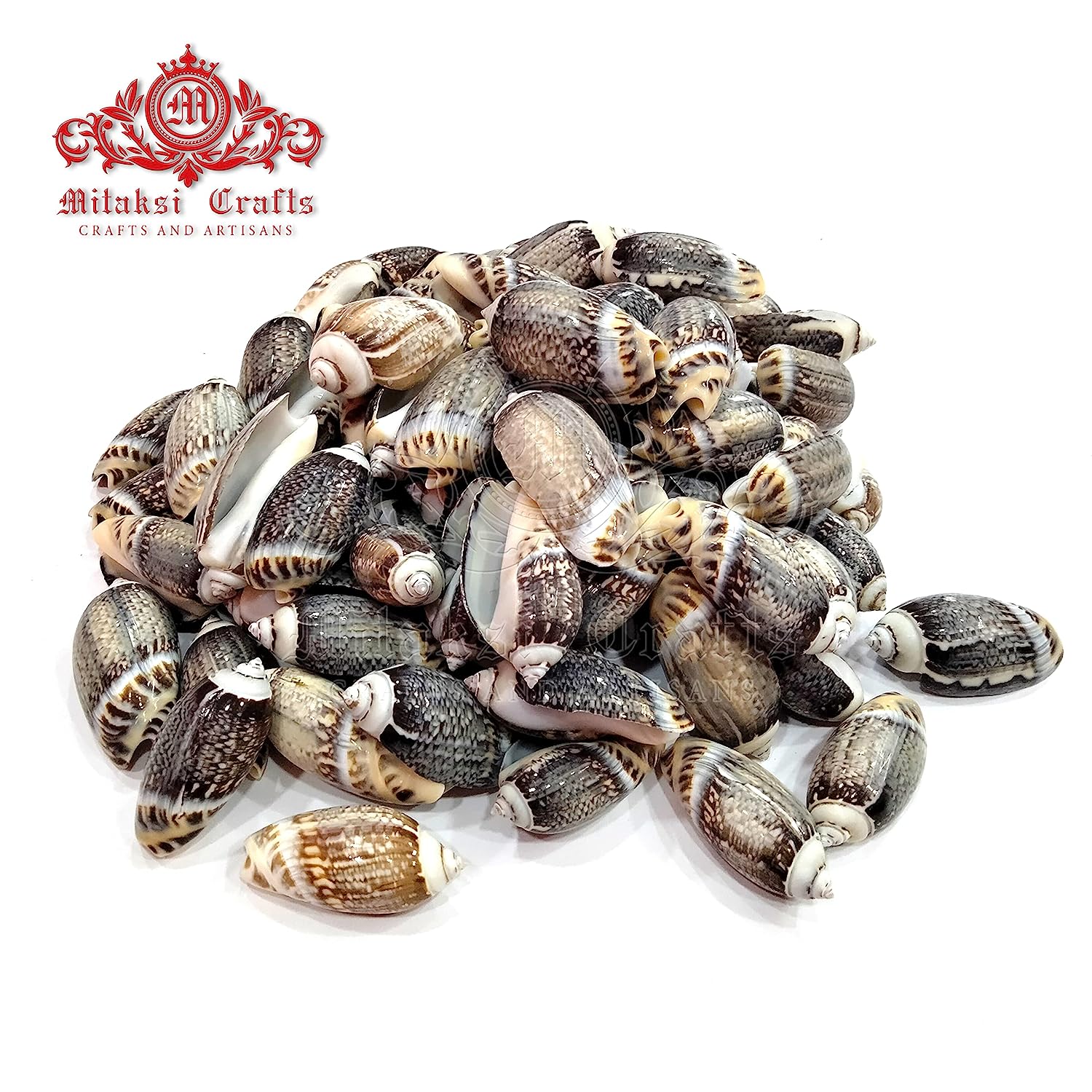 Seashell - Karuppu Kovanchi - Gibbosus Olive - Agaronia Gibbosa - Arts and Crafts - Aquarium - Pack of 20
