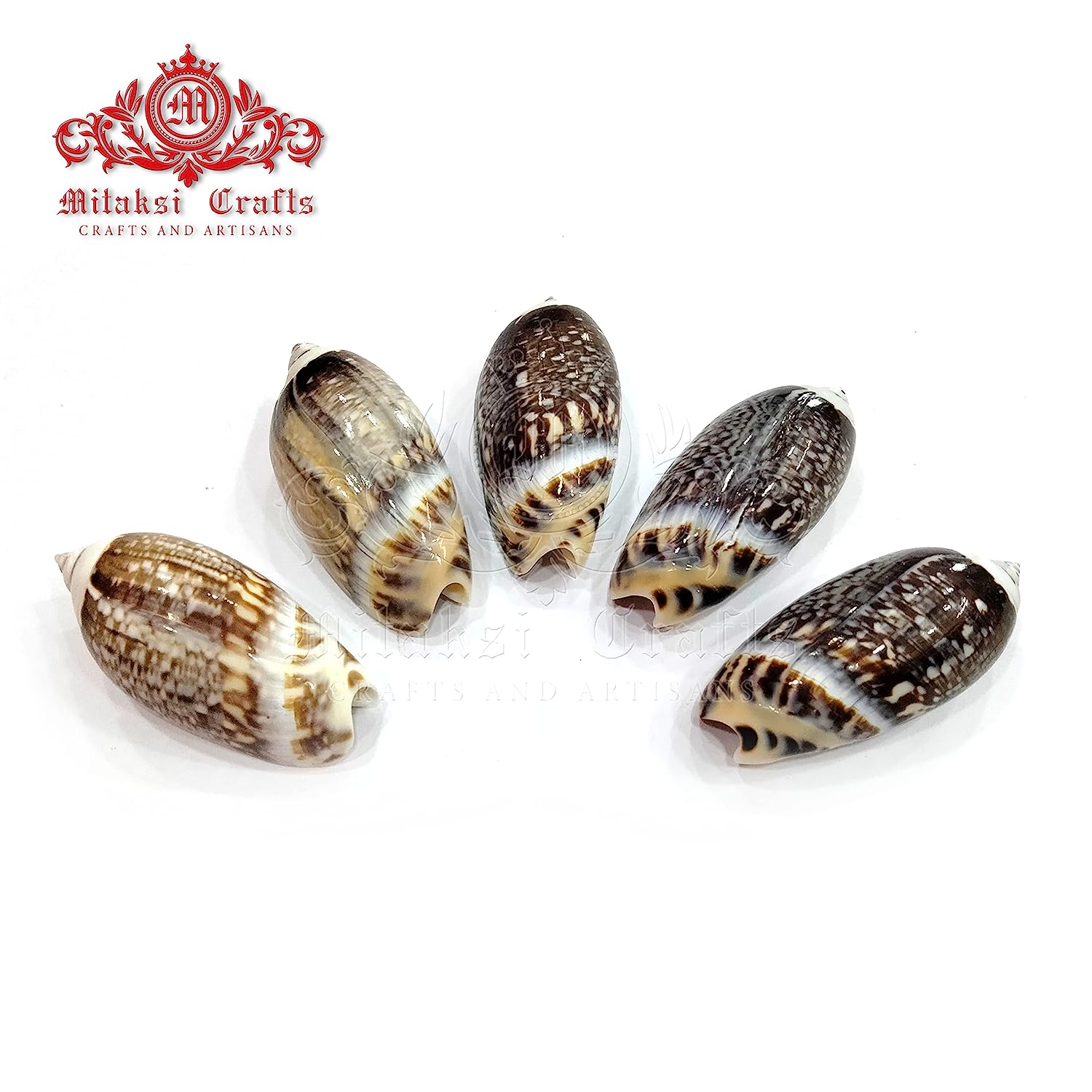 Seashell - Karuppu Kovanchi - Gibbosus Olive - Agaronia Gibbosa - Arts and Crafts - Aquarium - Pack of 20