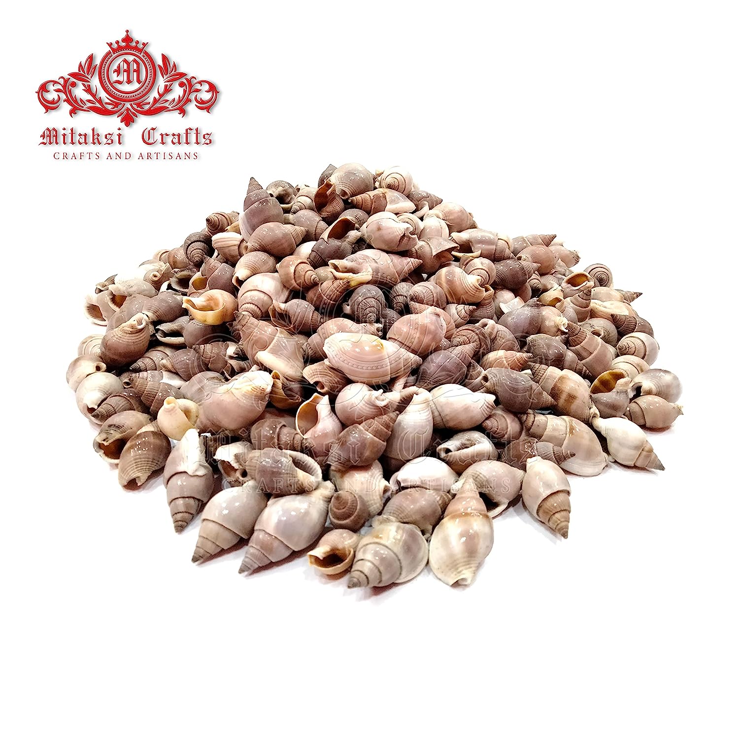 Seashell - Ribbon Bullia - Bullia Vittata- Kopparai - 250gm