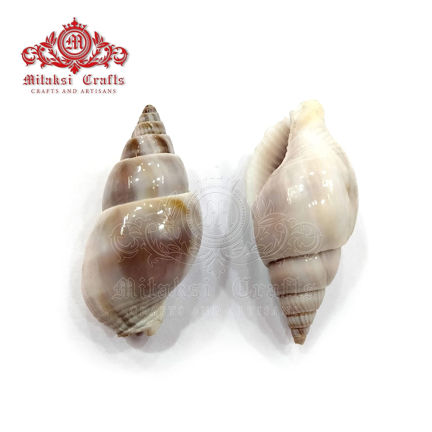 Seashell - Ribbon Bullia - Bullia Vittata- Kopparai - 250gm