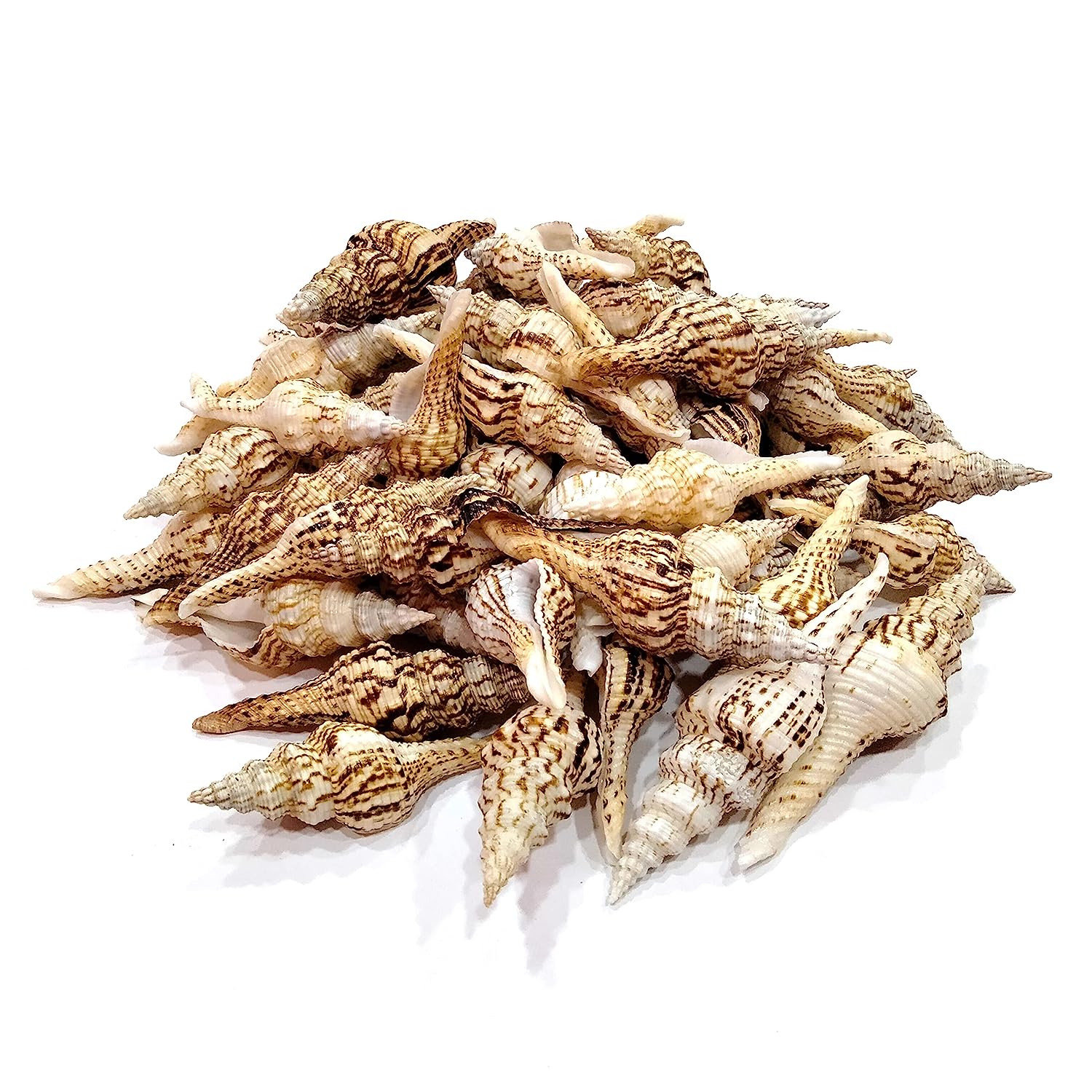 Seashell - Vari Seval - Nicobar Spindle - Marmarofusus Nicobaricus - Pack of 15 - 500gm
