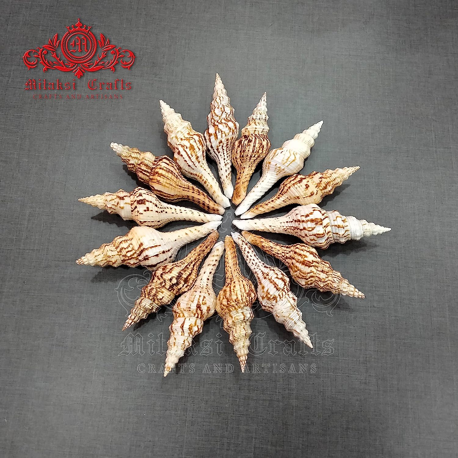 Seashell - Vari Seval - Nicobar Spindle - Marmarofusus Nicobaricus - Pack of 15 - 500gm