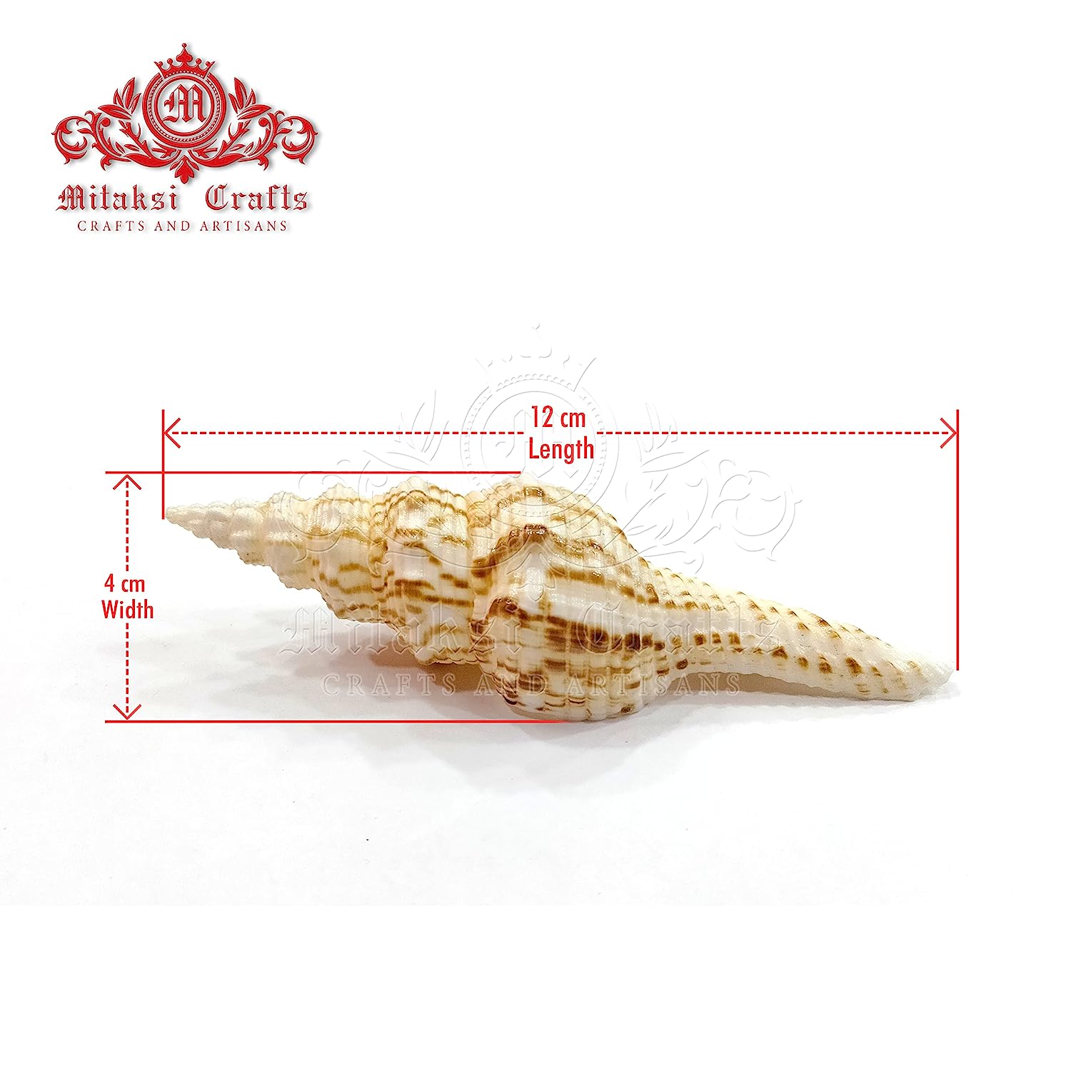 Seashell - Vari Seval - Nicobar Spindle - Marmarofusus Nicobaricus - Pack of 15 - 500gm
