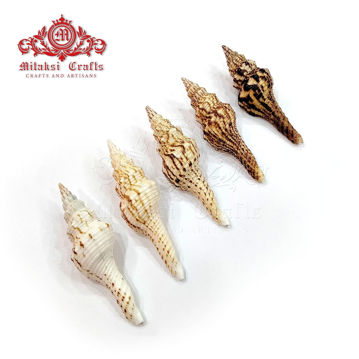 Seashell - Vari Seval - Nicobar Spindle - Marmarofusus Nicobaricus - Pack of 15 - 500gm