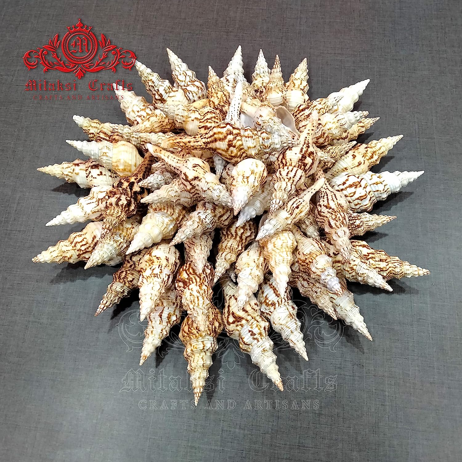 Seashell - Vari Seval - Nicobar Spindle - Marmarofusus Nicobaricus - Pack of 15 - 500gm