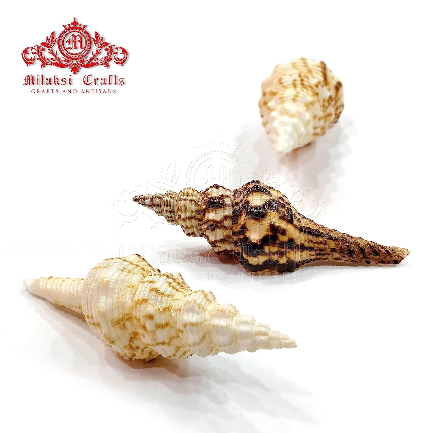 Seashell - Vari Seval - Nicobar Spindle - Marmarofusus Nicobaricus - Pack of 15 - 500gm