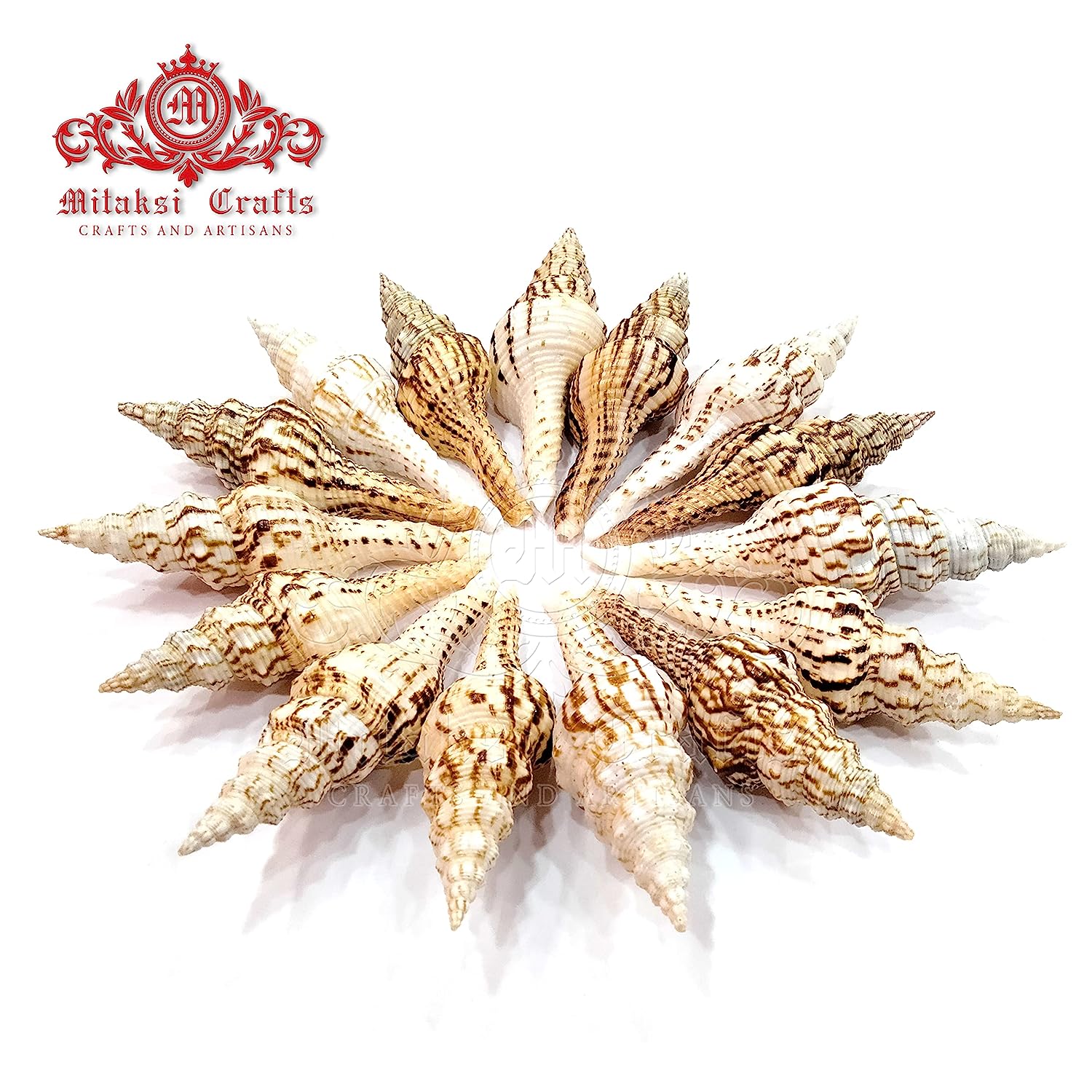 Seashell - Vari Seval - Nicobar Spindle - Marmarofusus Nicobaricus - Pack of 15 - 500gm