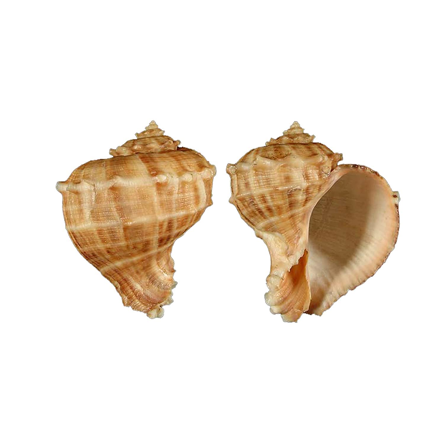 Seashell - Aquarium - Serattai - Turnip Shell - Rapana Rapiformis - Pack of 10