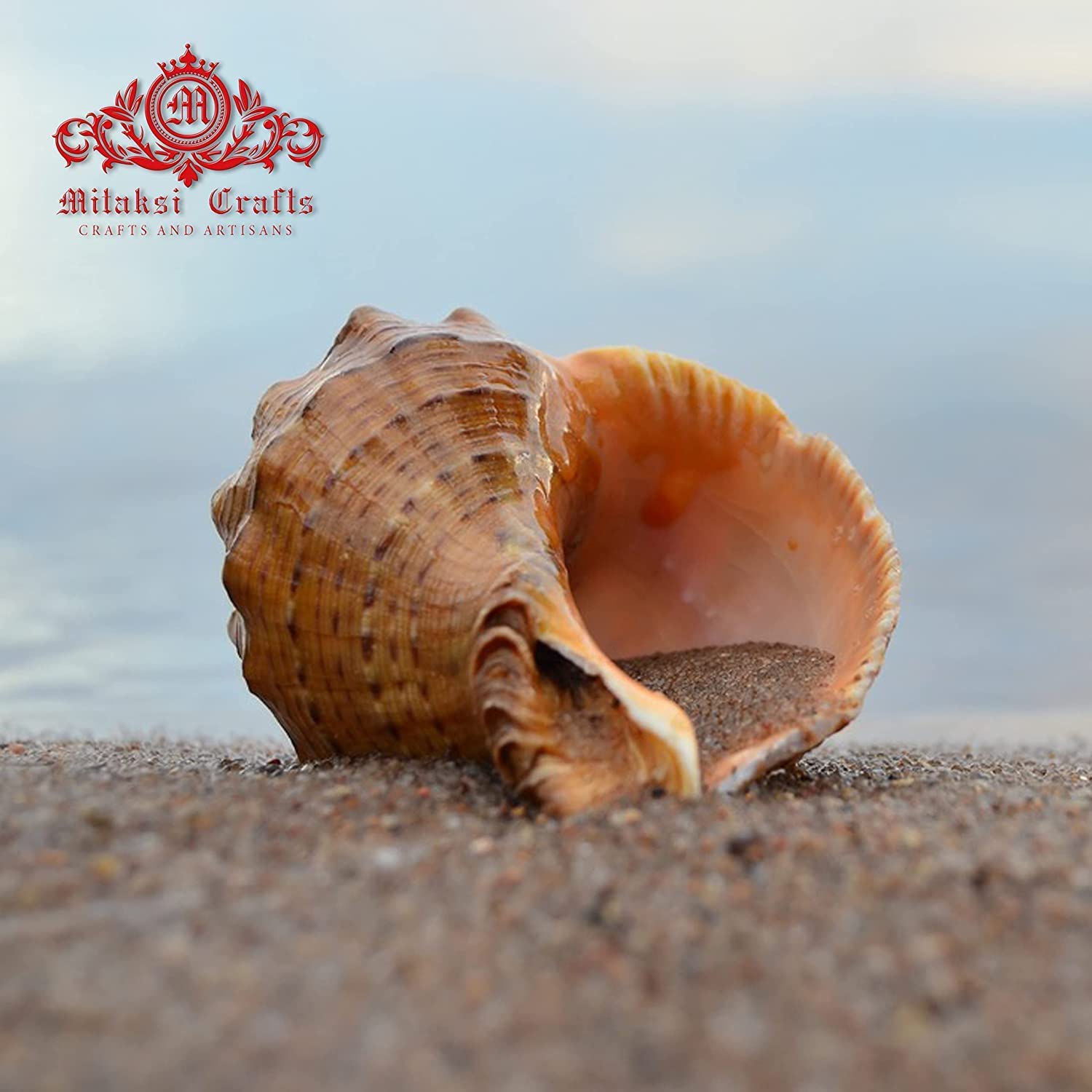 Seashell - Aquarium - Serattai - Turnip Shell - Rapana Rapiformis - Pack of 10