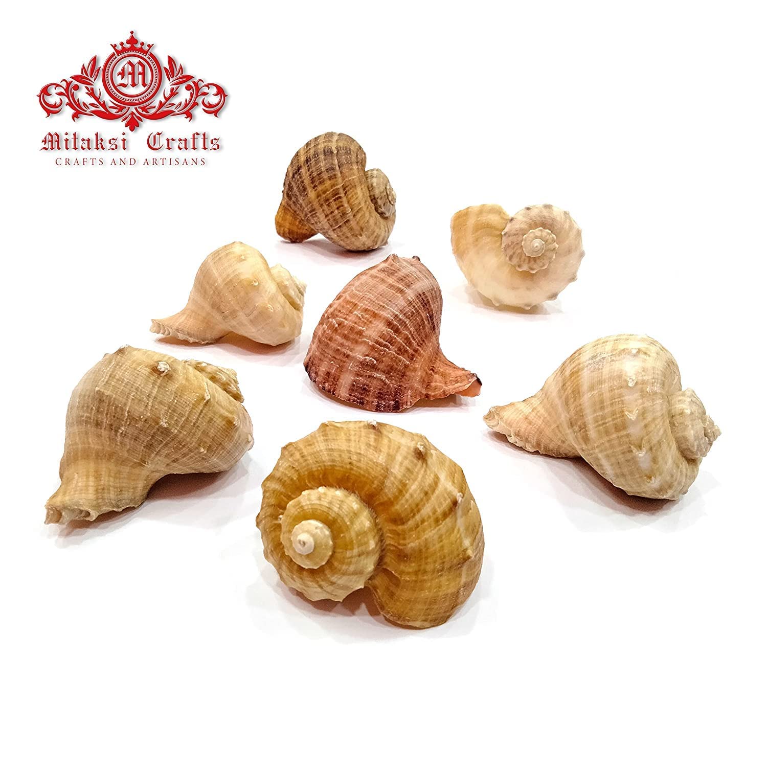 Seashell - Aquarium - Serattai - Turnip Shell - Rapana Rapiformis - Pack of 10