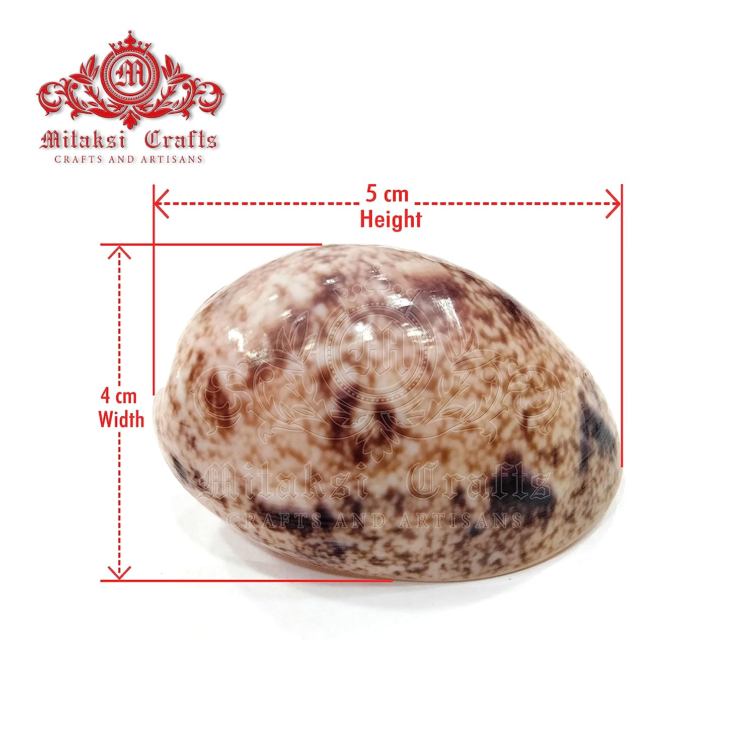 Seashell Arts and Crafts - Kaaka Muttai - Sunken Spire - Bulla Ampulla - pack of 20