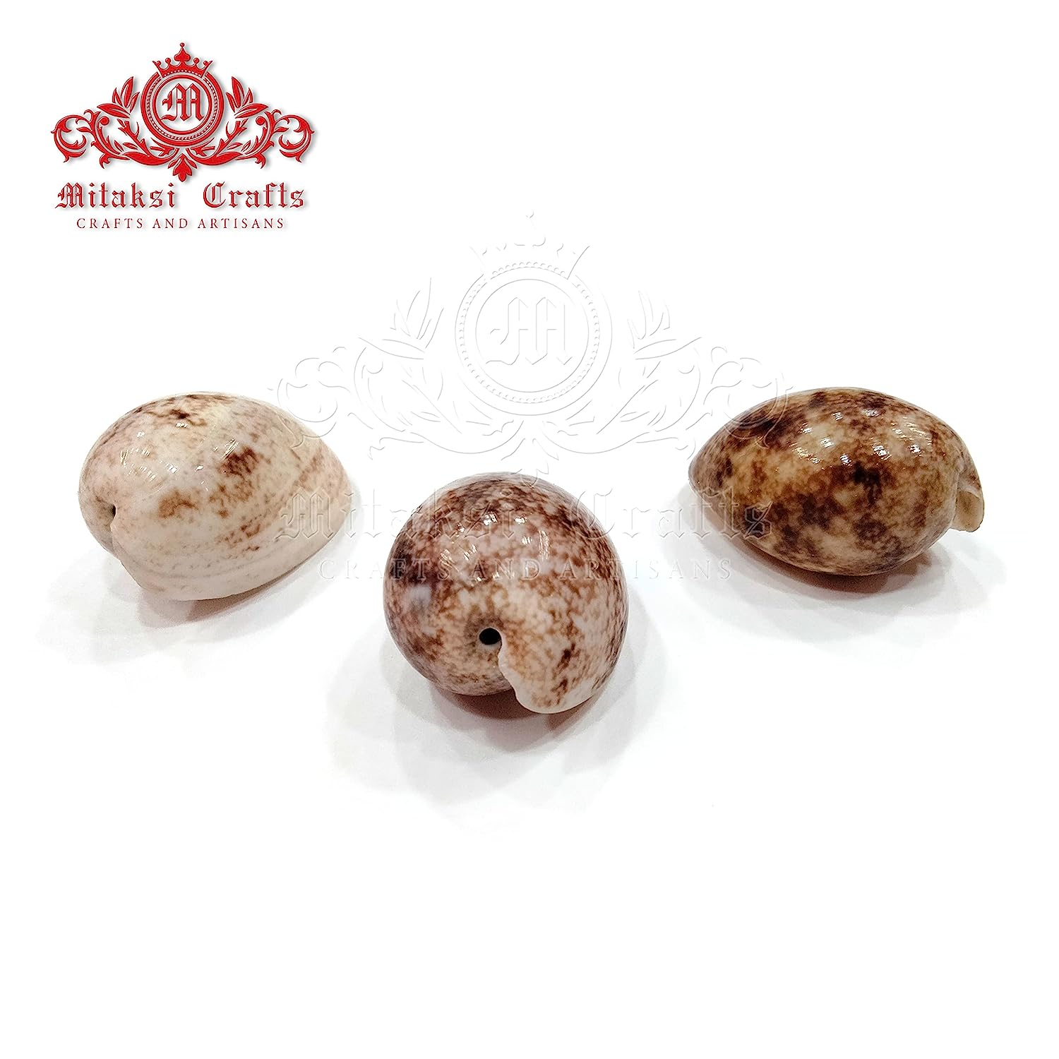 Seashell Arts and Crafts - Kaaka Muttai - Sunken Spire - Bulla Ampulla - pack of 20