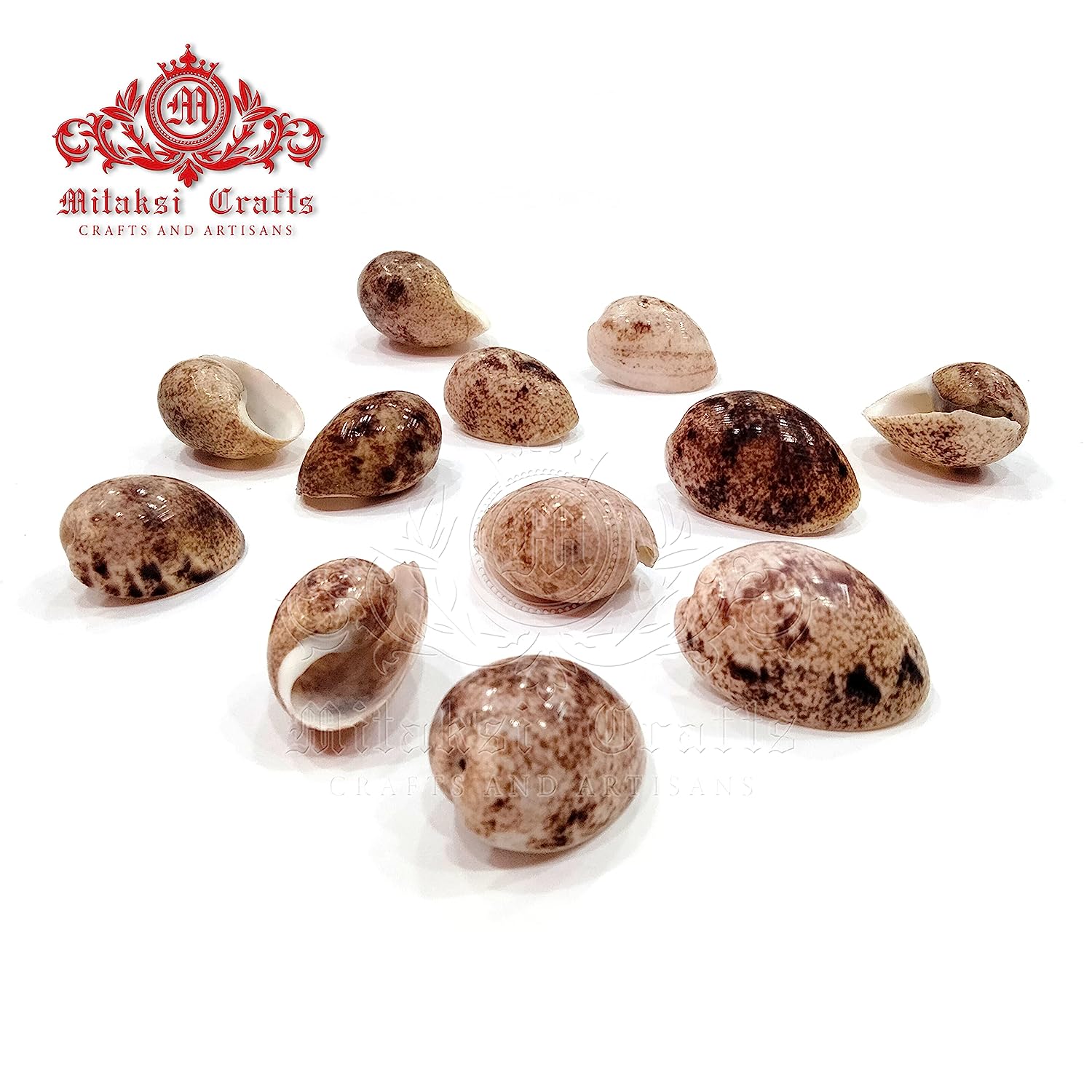 Seashell Arts and Crafts - Kaaka Muttai - Sunken Spire - Bulla Ampulla - pack of 20