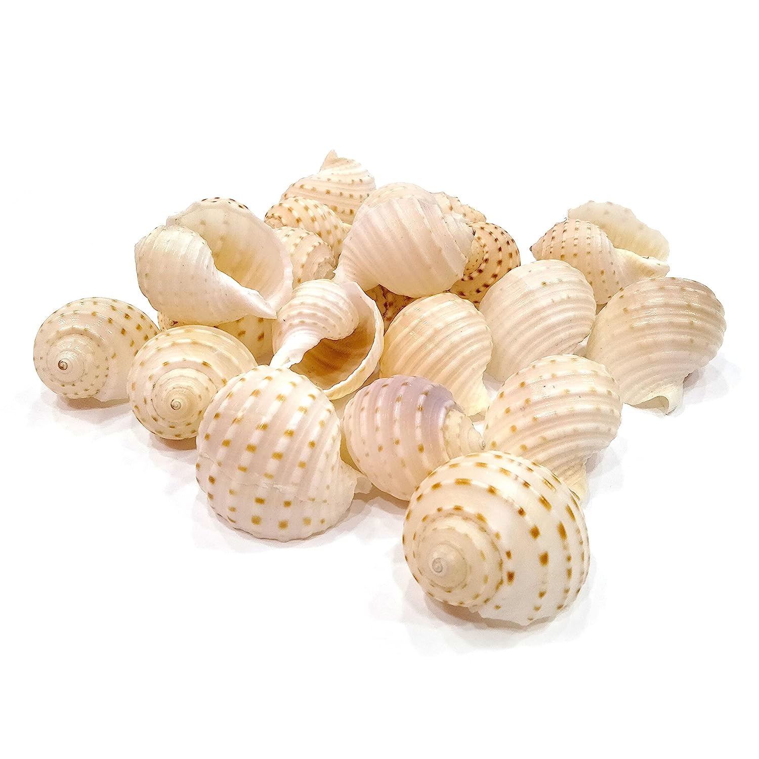 Seashell Arts and Crafts- Pulli Pathiram - Spotted Tun - Tonna Dolium - Pack of 20