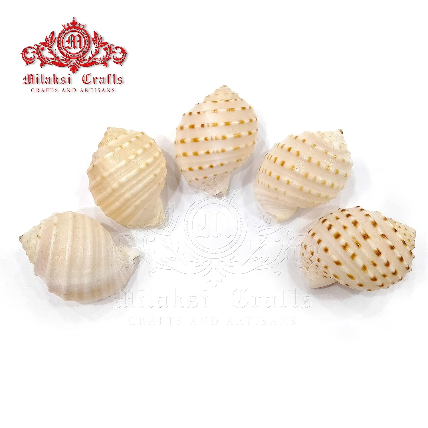 Seashell Arts and Crafts- Pulli Pathiram - Spotted Tun - Tonna Dolium - Pack of 20