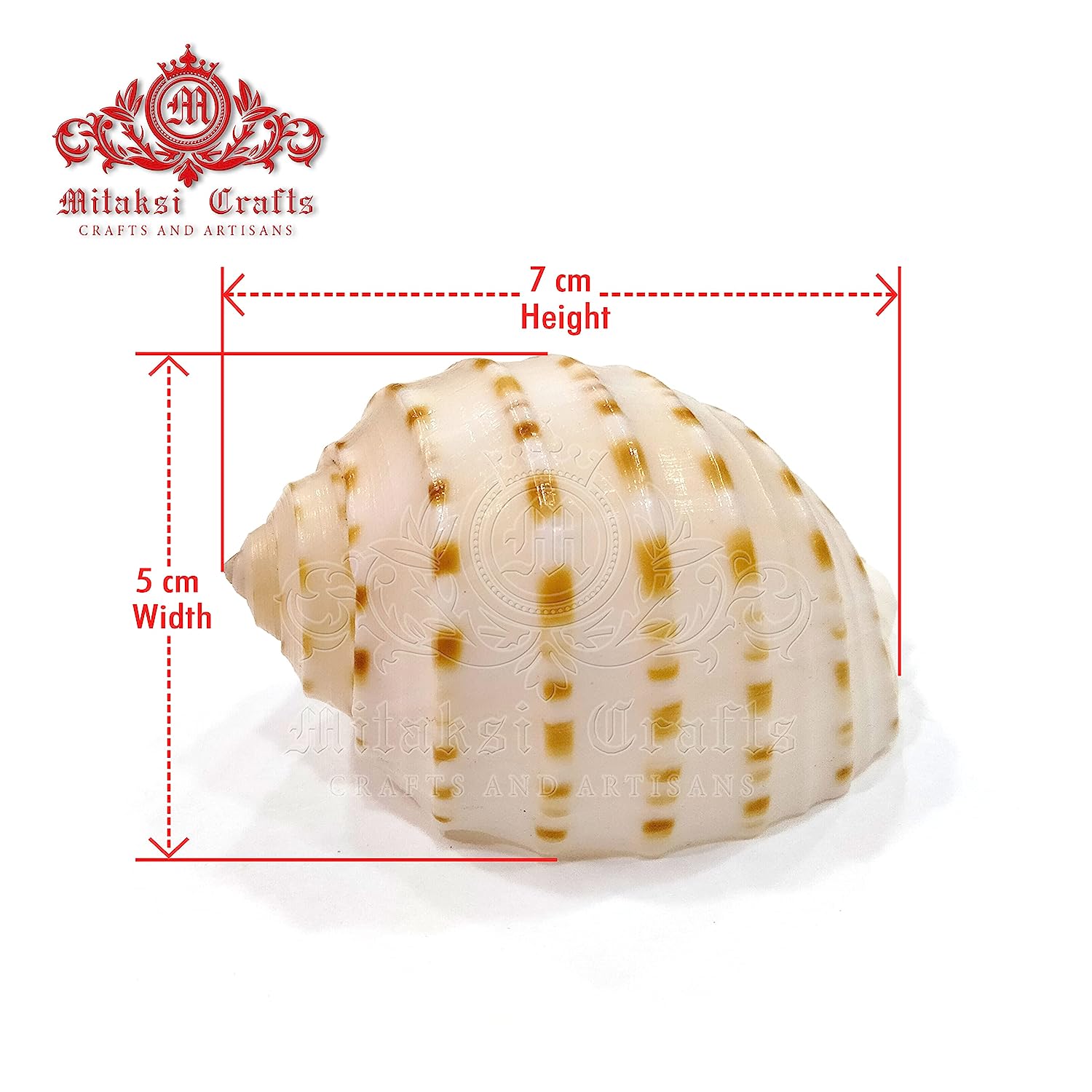 Seashell Arts and Crafts- Pulli Pathiram - Spotted Tun - Tonna Dolium - Pack of 20