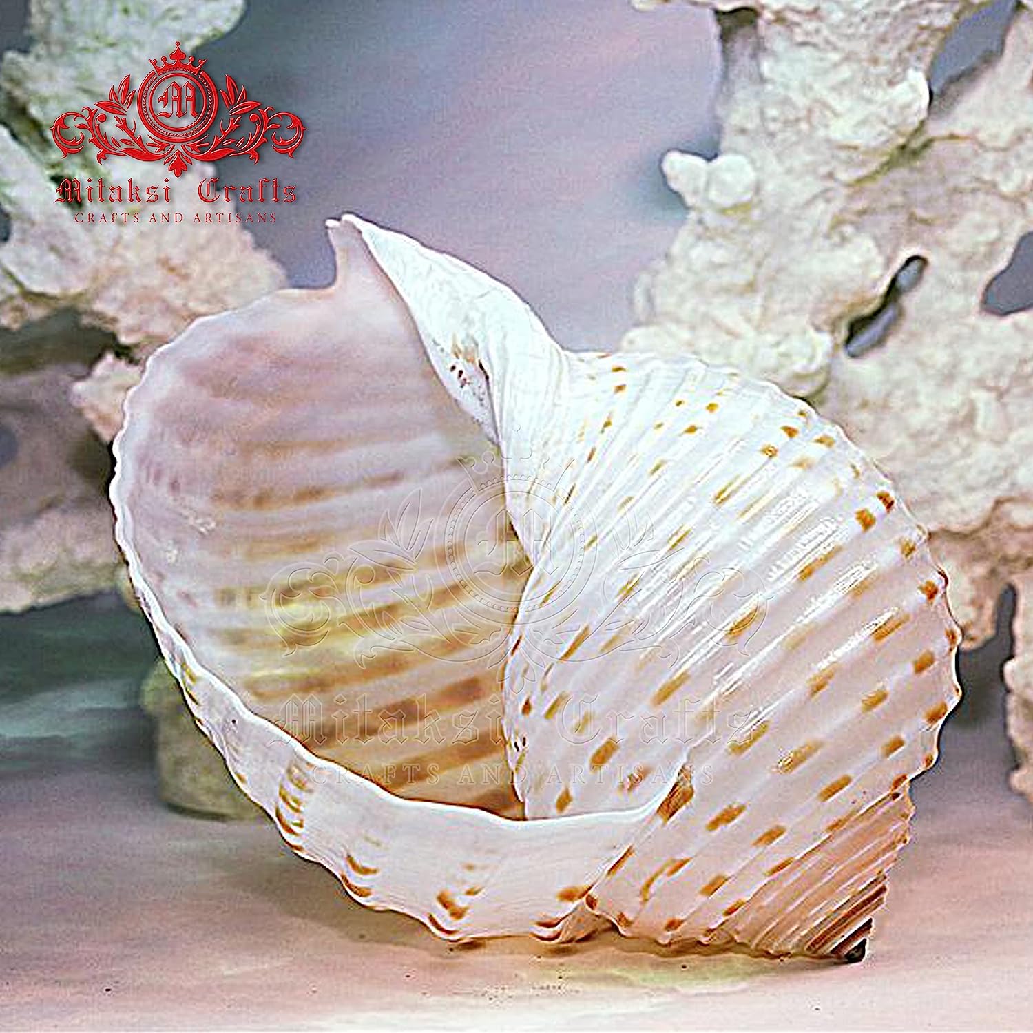 Seashell Arts and Crafts- Pulli Pathiram - Spotted Tun - Tonna Dolium - Pack of 20