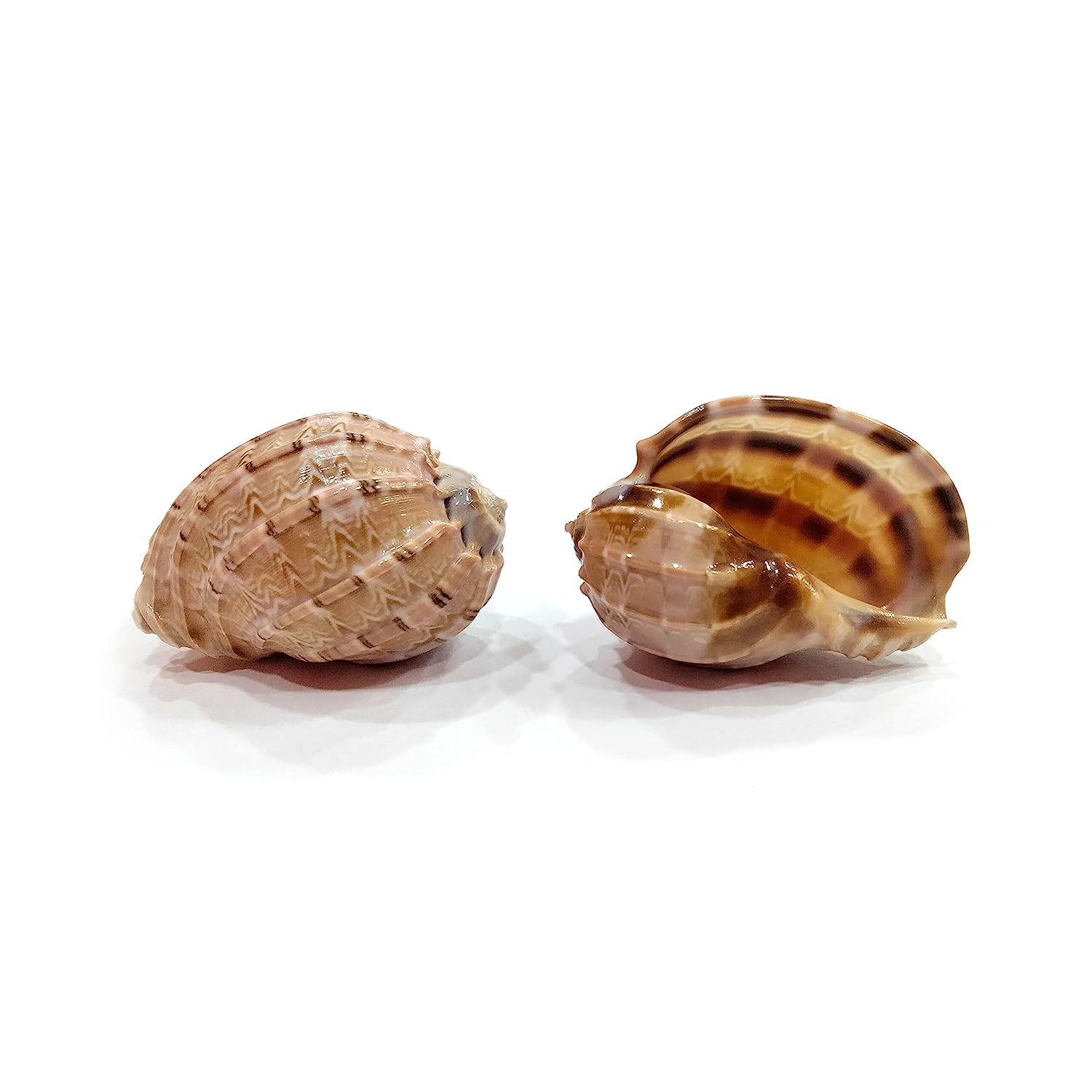 Seashell Arts and Crafts - Pura Koodu - Sarpa Koodu - Large / Major Harp - Harpa Major - Pack of 50