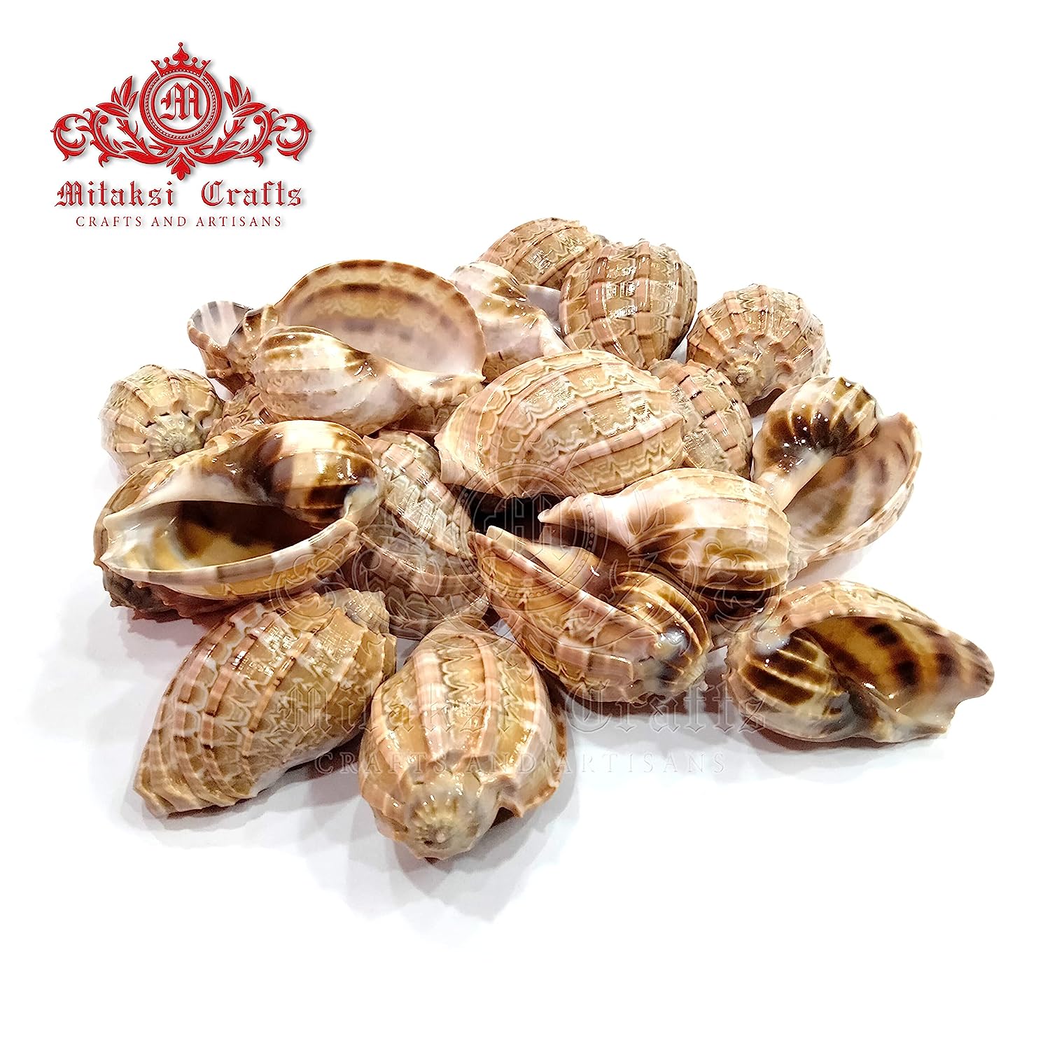 Seashell Arts and Crafts - Pura Koodu - Sarpa Koodu - Large / Major Harp - Harpa Major - Pack of 50