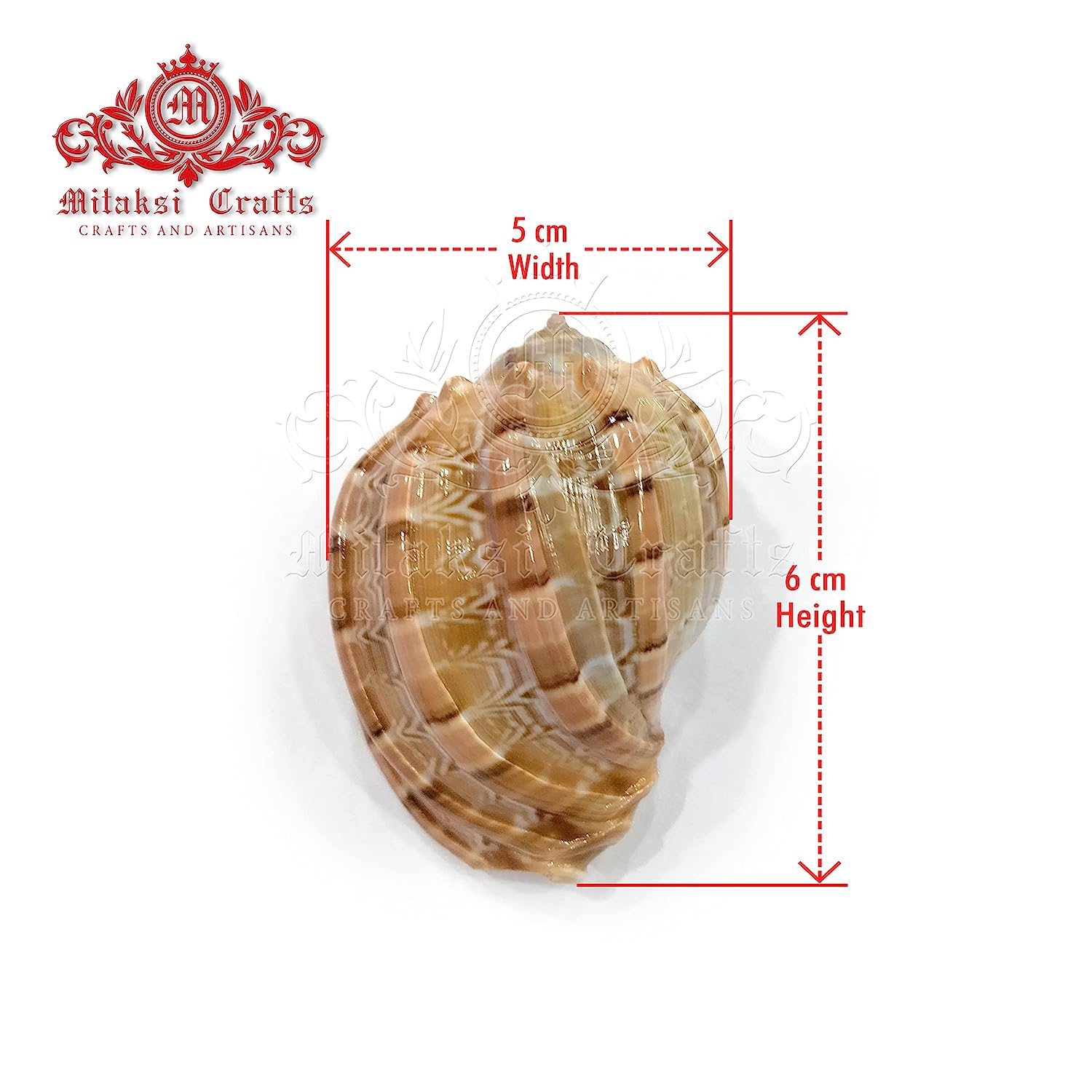 Seashell Arts and Crafts - Pura Koodu - Sarpa Koodu - Large / Major Harp - Harpa Major - Pack of 50