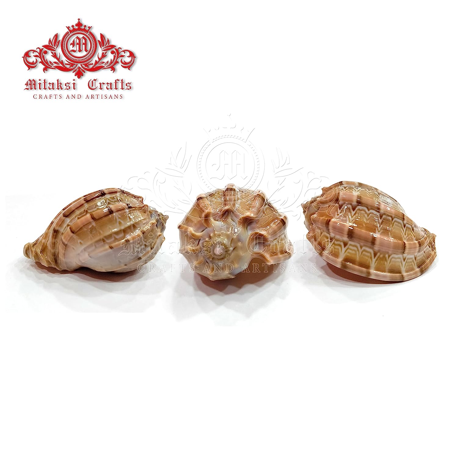 Seashell Arts and Crafts - Pura Koodu - Sarpa Koodu - Large / Major Harp - Harpa Major - Pack of 50