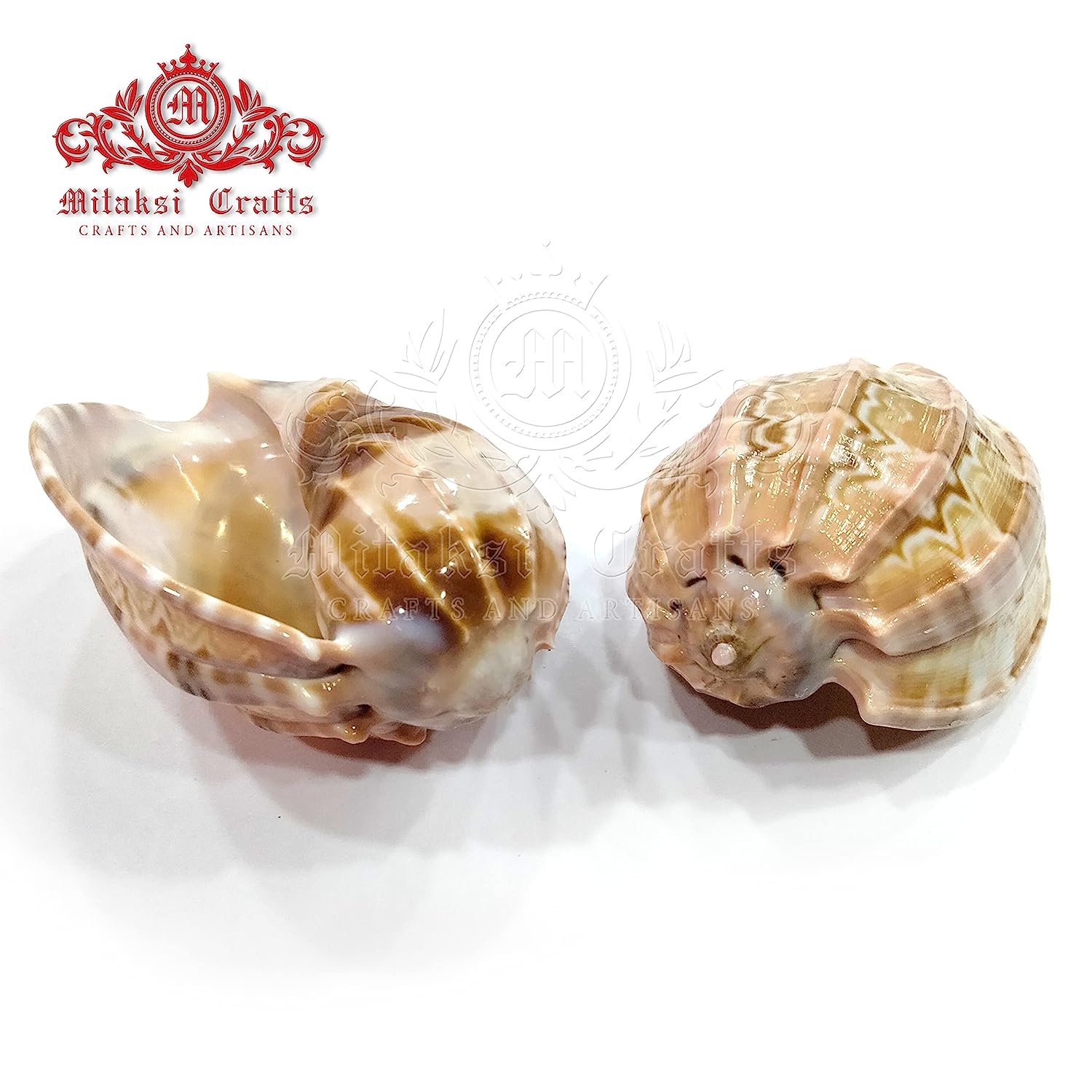 Seashell Arts and Crafts - Pura Koodu - Sarpa Koodu - Large / Major Harp - Harpa Major - Pack of 50