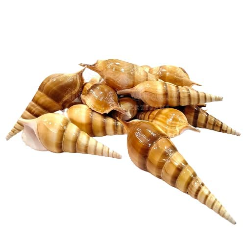 Seashell Ezhuthani -True Cochs -Tibia Curta- Arts and Crafts Making - Pack of 10