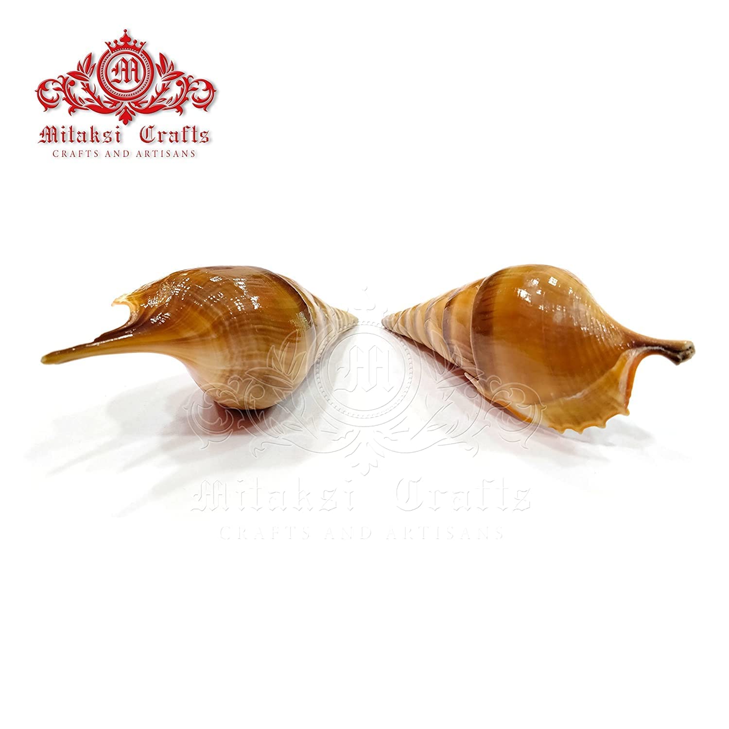 Seashell Ezhuthani -True Cochs -Tibia Curta- Arts and Crafts Making - Pack of 10
