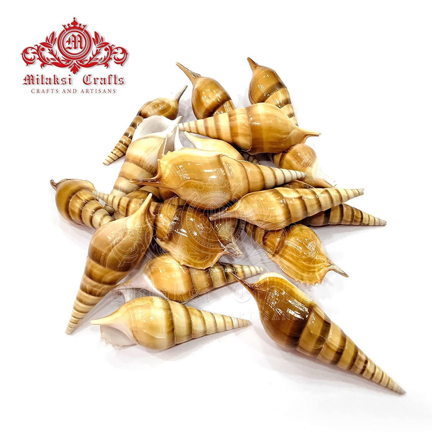 Seashell Ezhuthani -True Cochs -Tibia Curta- Arts and Crafts Making - Pack of 10