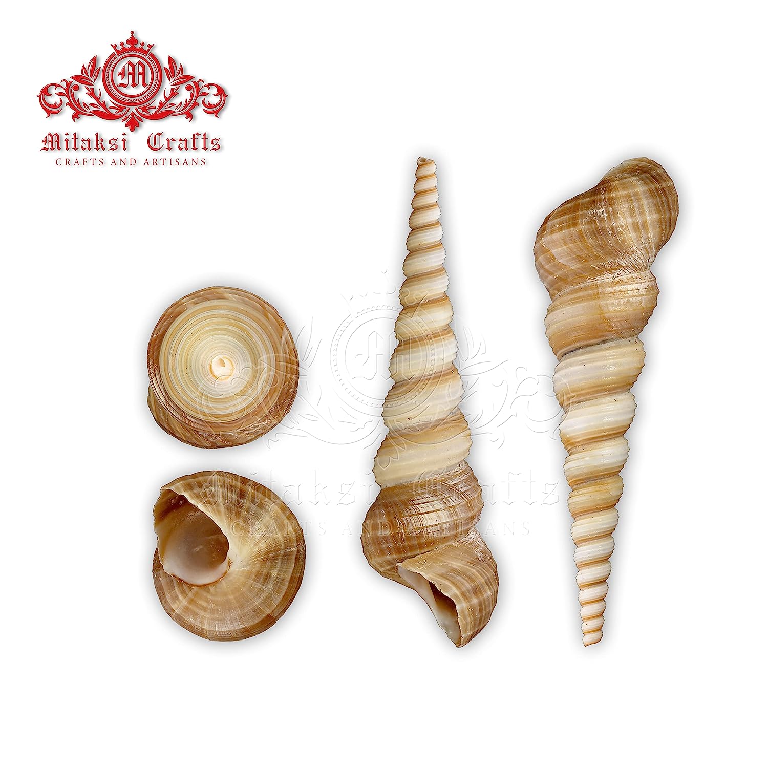 Seashell - Auger Shell - Cinguloterebra Commaculata - Arts and Crafts Making - Gopuram- Pack of 10
