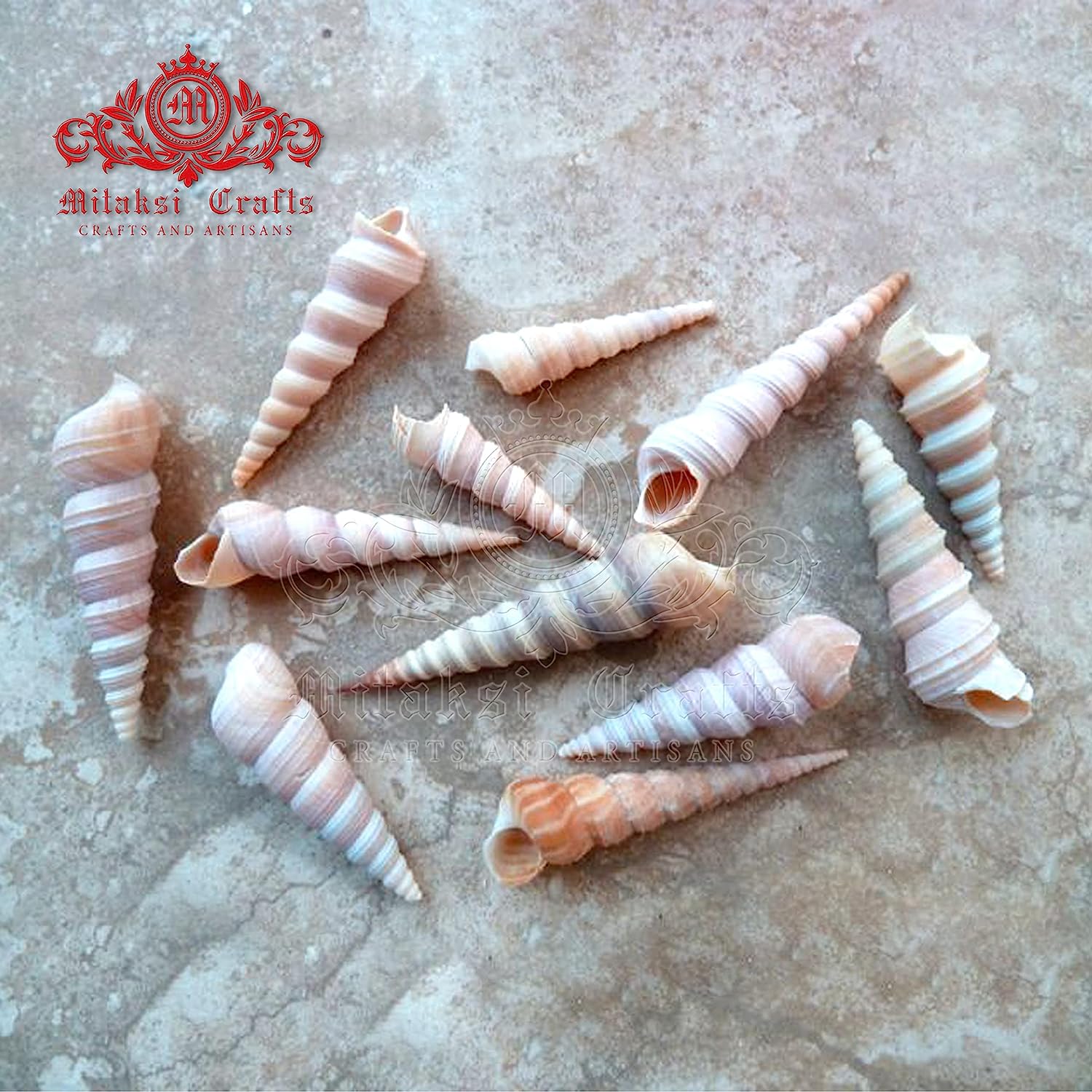 Seashell - Auger Shell - Cinguloterebra Commaculata - Arts and Crafts Making - Gopuram- Pack of 10