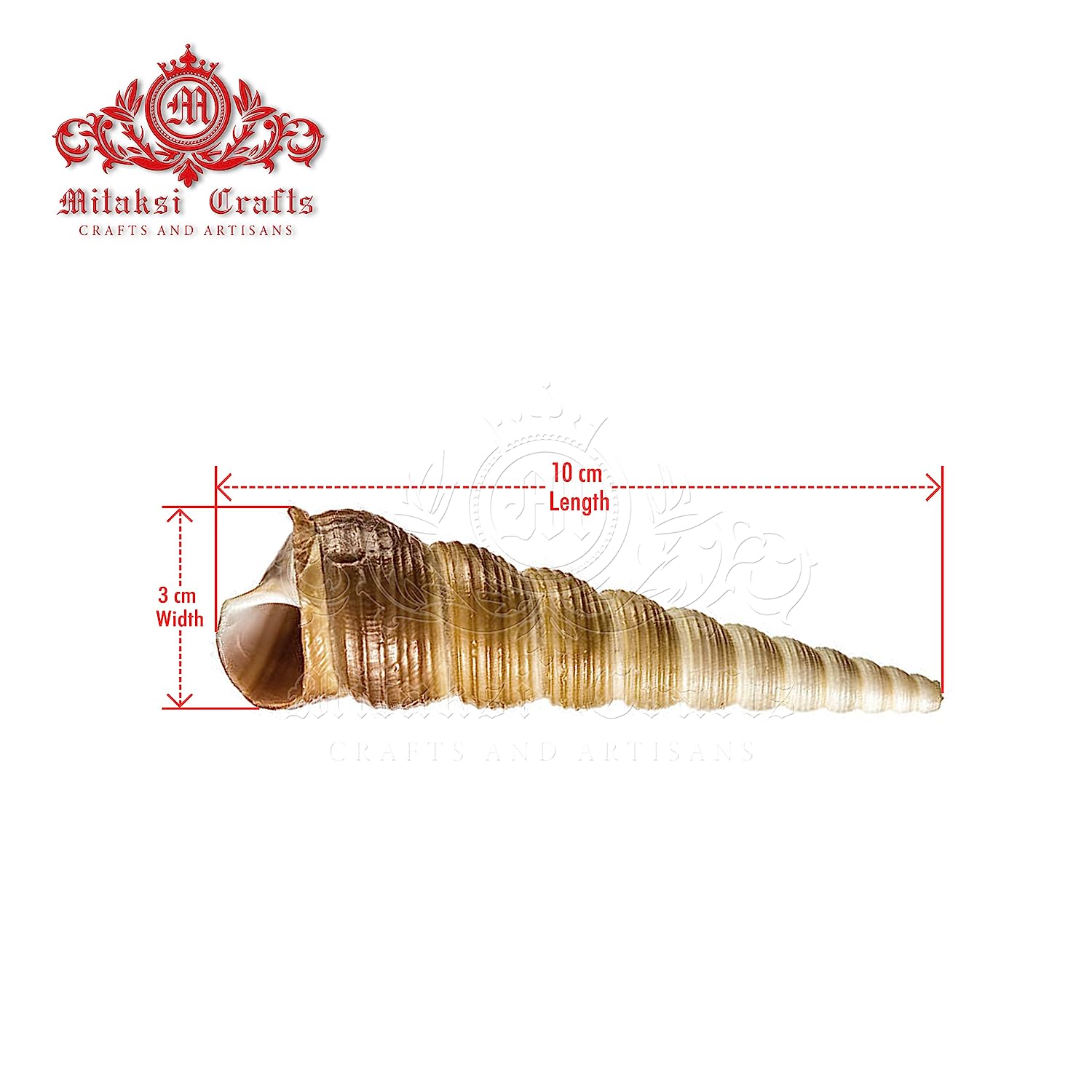 Seashell - Auger Shell - Cinguloterebra Commaculata - Arts and Crafts Making - Gopuram- Pack of 10