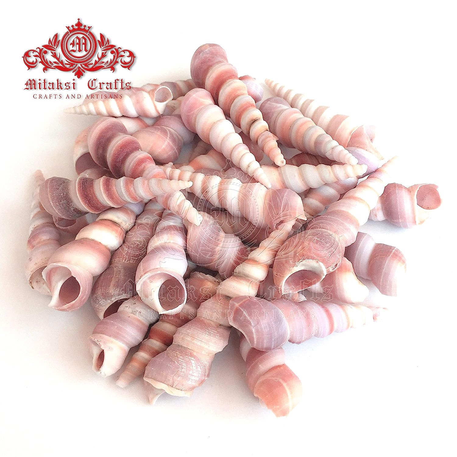 Seashell - Auger Shell - Cinguloterebra Commaculata - Arts and Crafts Making - Gopuram- Pack of 10