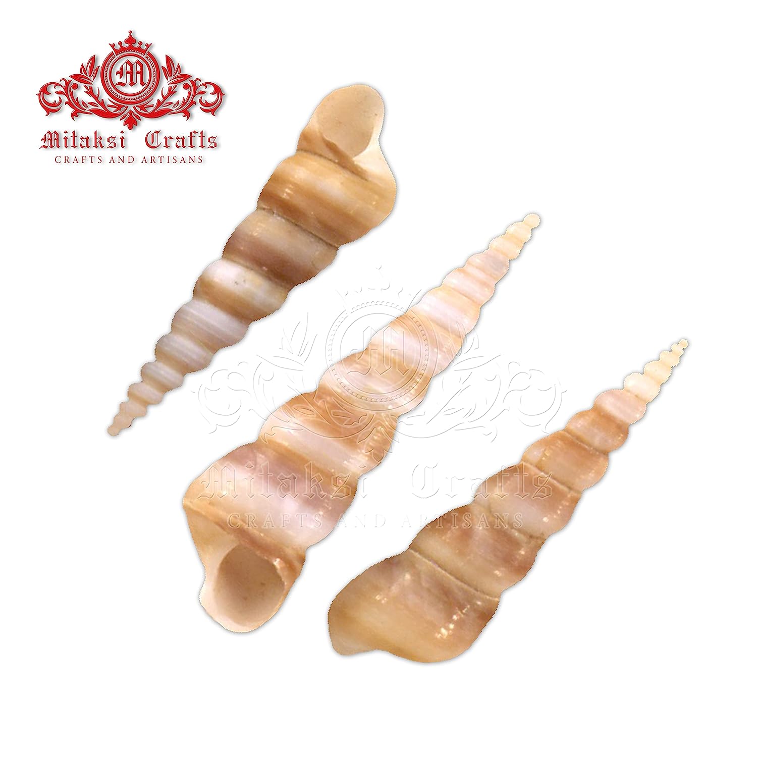 Seashell - Auger Shell - Cinguloterebra Commaculata - Arts and Crafts Making - Gopuram- Pack of 10