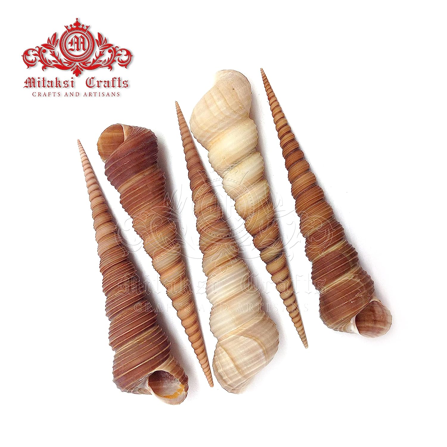 Seashell - Auger Shell - Cinguloterebra Commaculata - Arts and Crafts Making - Gopuram- Pack of 10