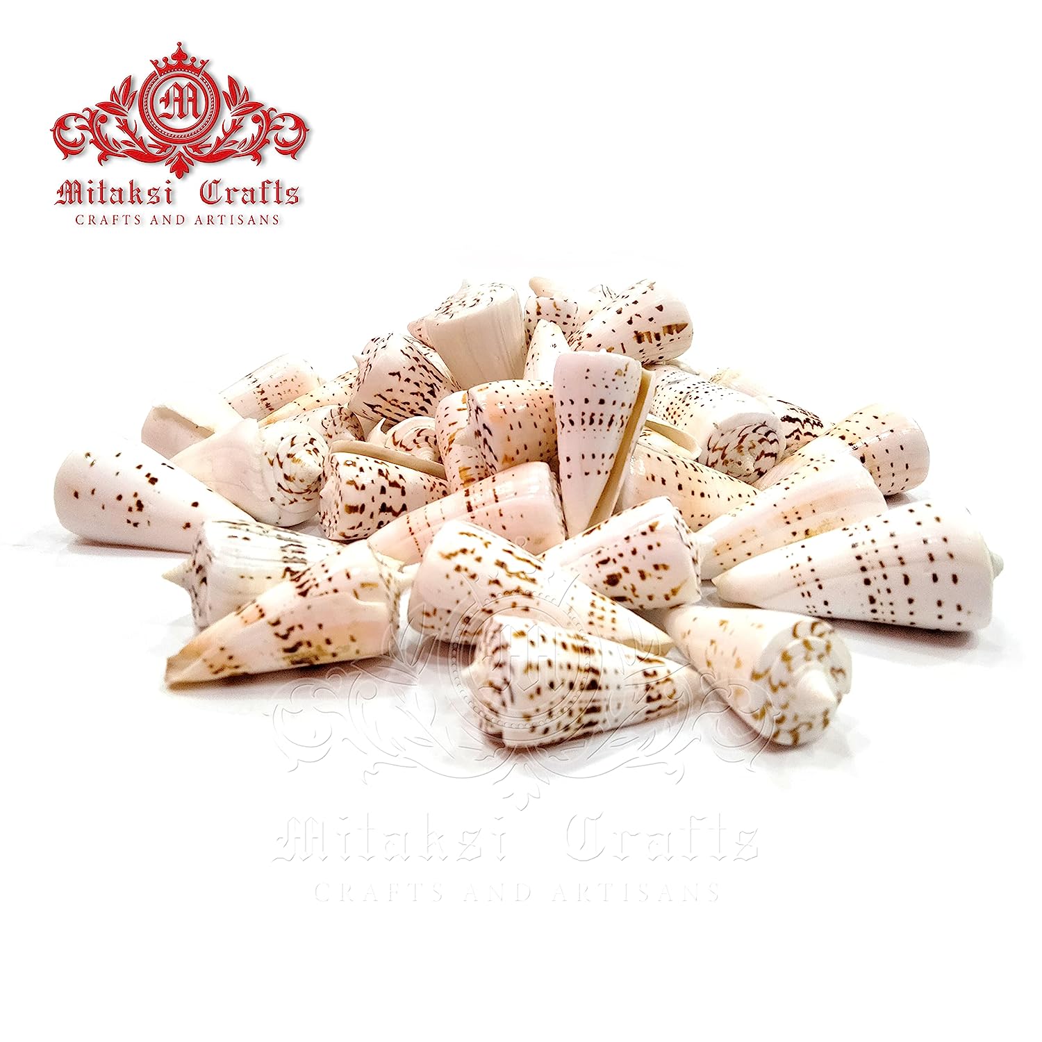 Seashell - Betullene - Leopard Cone - Conus Leopardus - Arts and Crafts - Aquarium - Valaipoo- Pack of 10