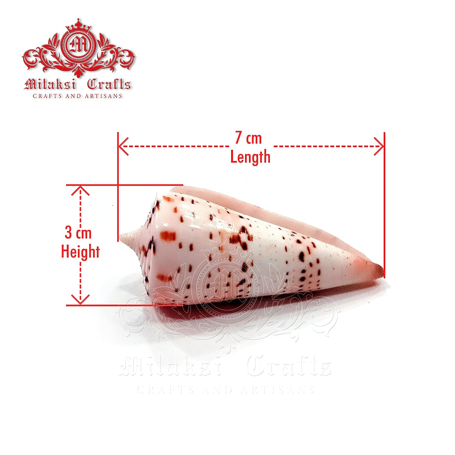 Seashell - Betullene - Leopard Cone - Conus Leopardus - Arts and Crafts - Aquarium - Valaipoo- Pack of 10