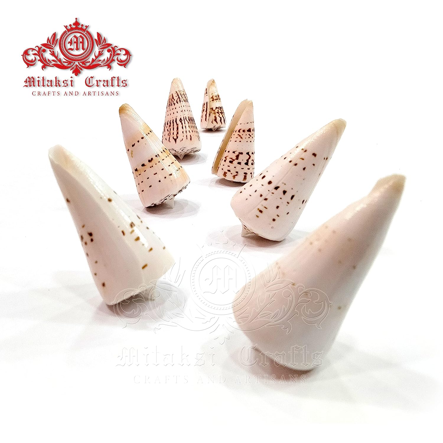 Seashell - Betullene - Leopard Cone - Conus Leopardus - Arts and Crafts - Aquarium - Valaipoo- Pack of 10