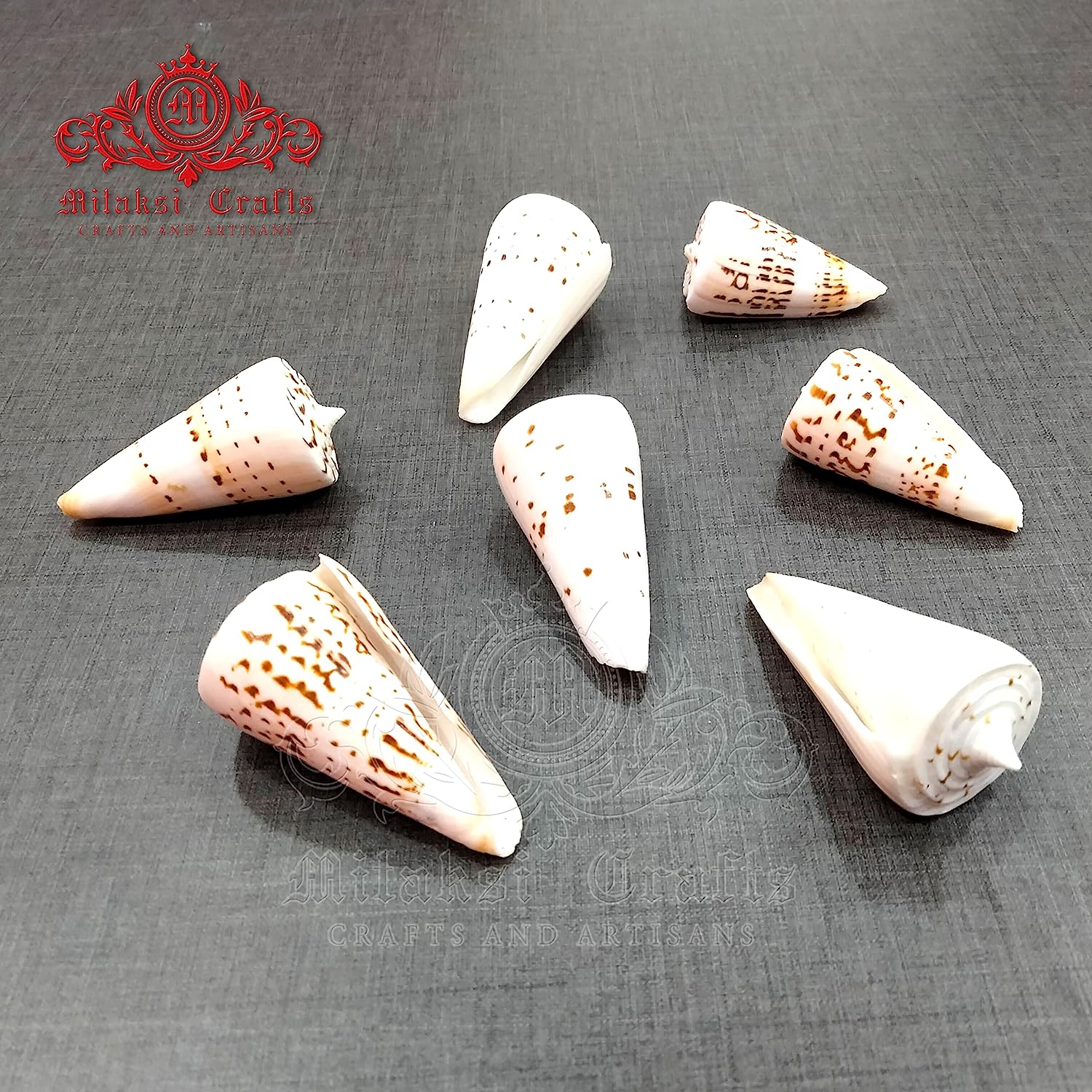 Seashell - Betullene - Leopard Cone - Conus Leopardus - Arts and Crafts - Aquarium - Valaipoo- Pack of 10