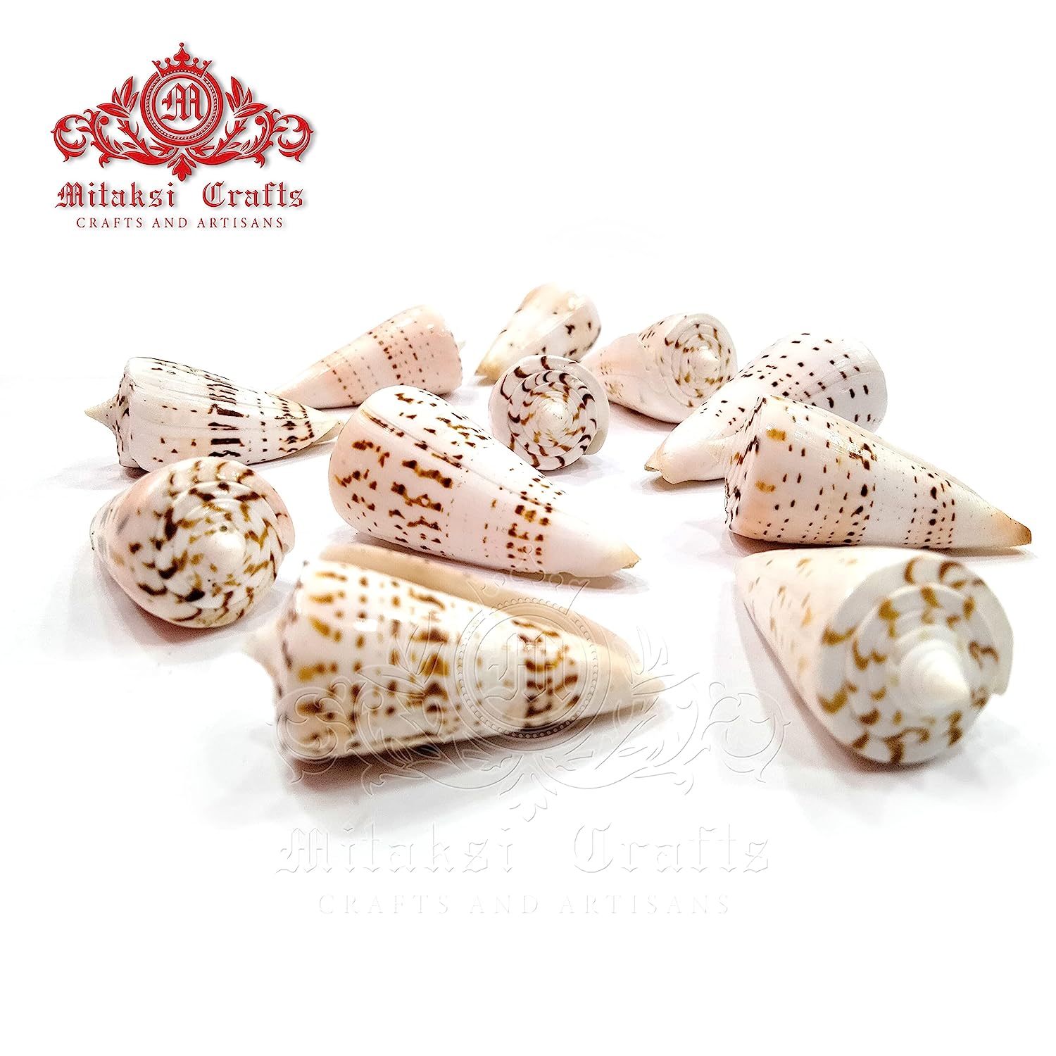 Seashell - Betullene - Leopard Cone - Conus Leopardus - Arts and Crafts - Aquarium - Valaipoo- Pack of 10