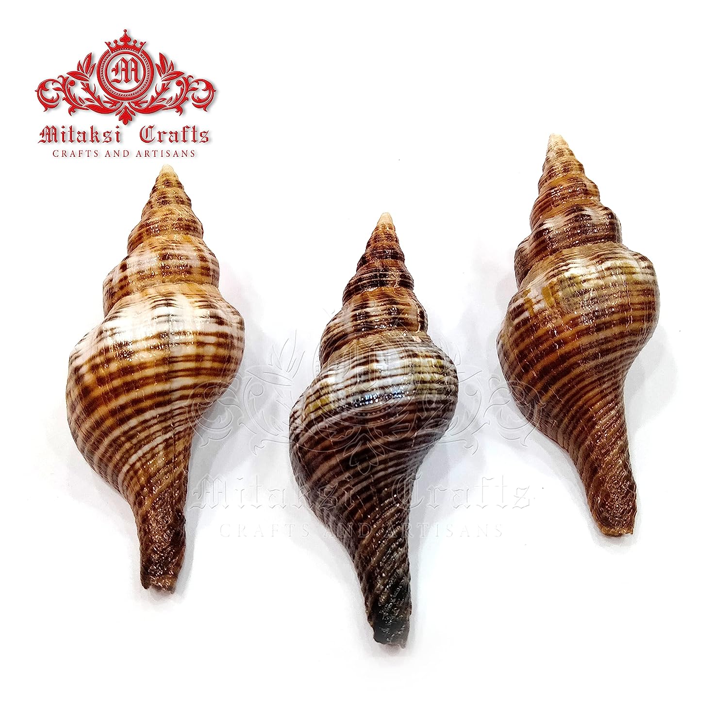 Seashell - Filamentous Horse Conch - Filifusus Filamentosus - Senseval Sangu - Ideal for Crafts Pack of 15 - 500gms