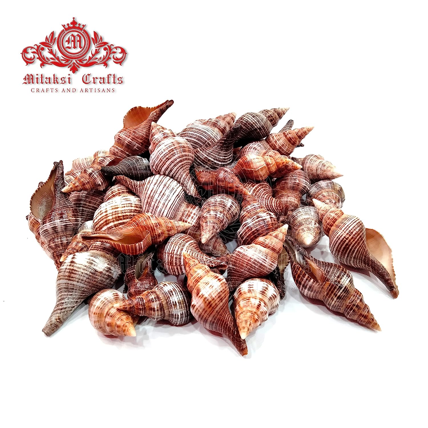 Seashell - Filamentous Horse Conch - Filifusus Filamentosus - Senseval Sangu - Ideal for Crafts Pack of 15 - 500gms