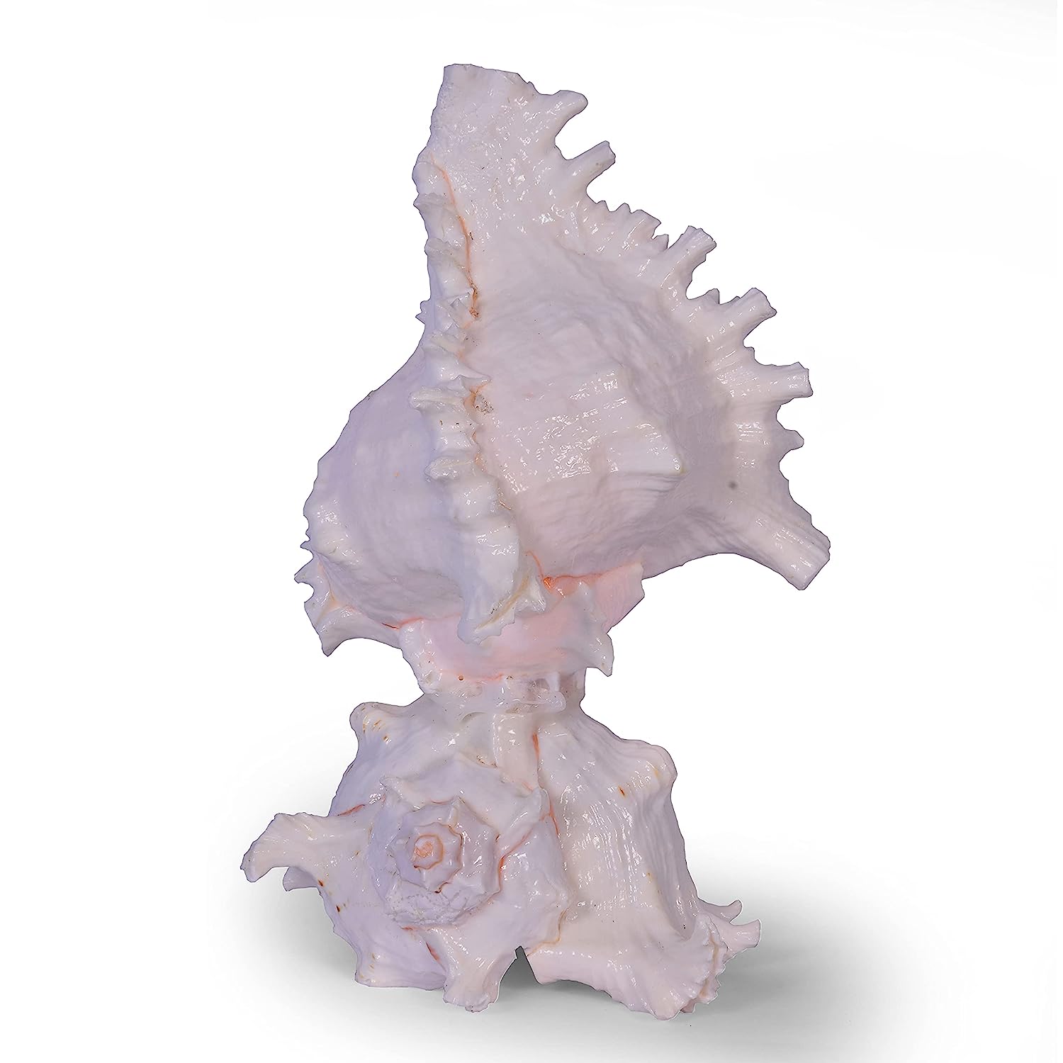 Seashell Chandramukhi Shank Lamp