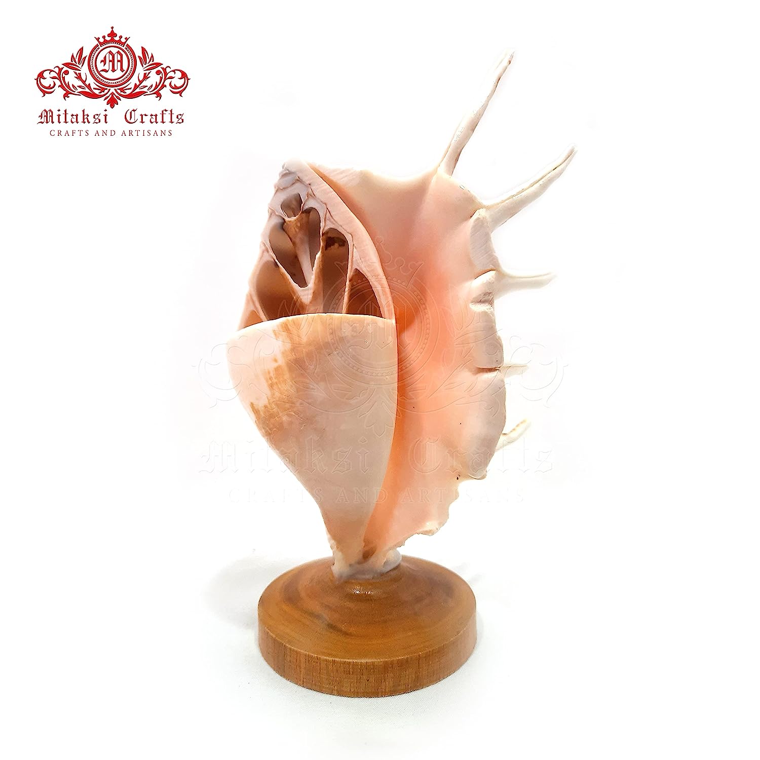 Seashell Panchmukhi Shankh - Turbinella Pyrum Shell Pen Stand Pack of 2
