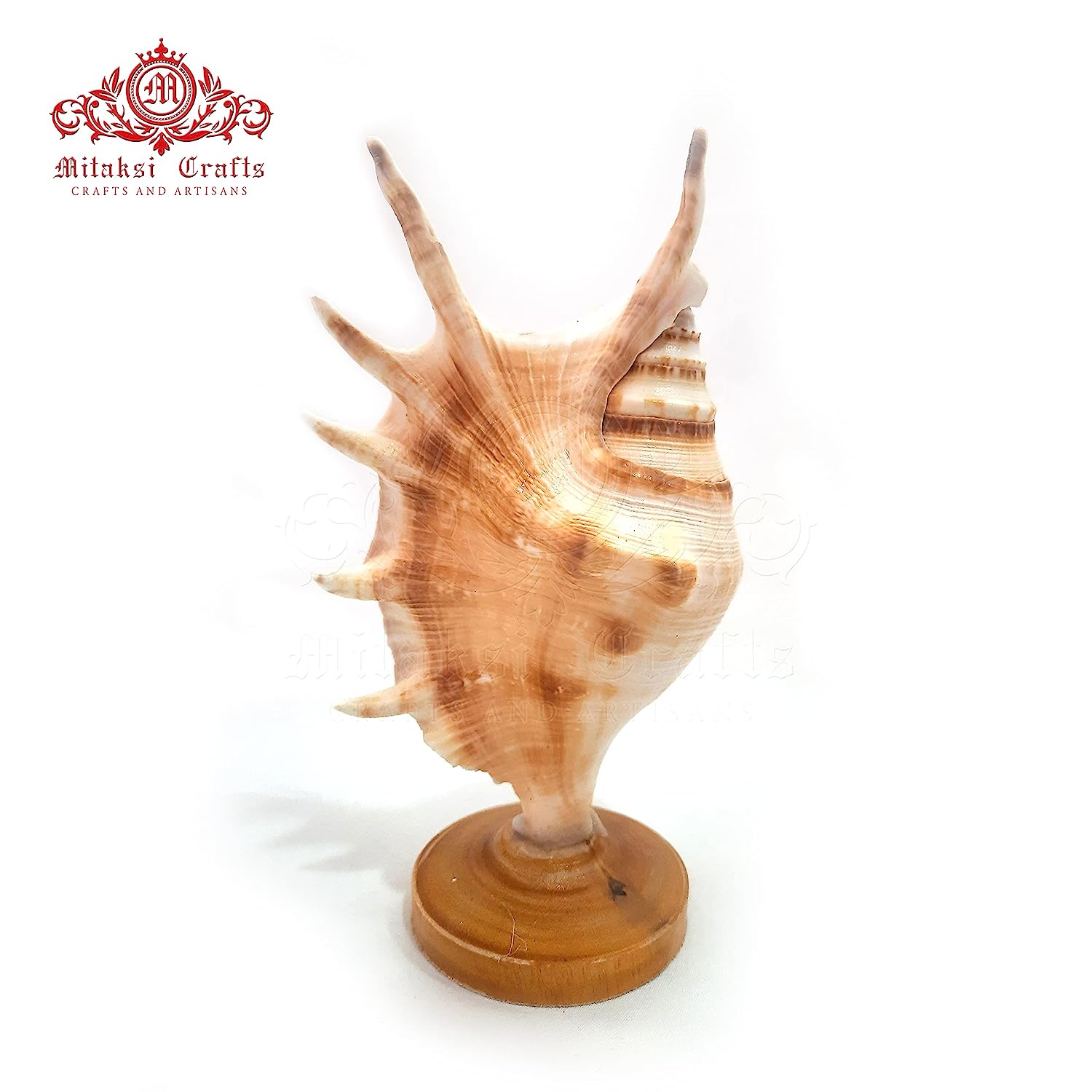 Seashell Panchmukhi Shankh - Turbinella Pyrum Shell Pen Stand Pack of 2
