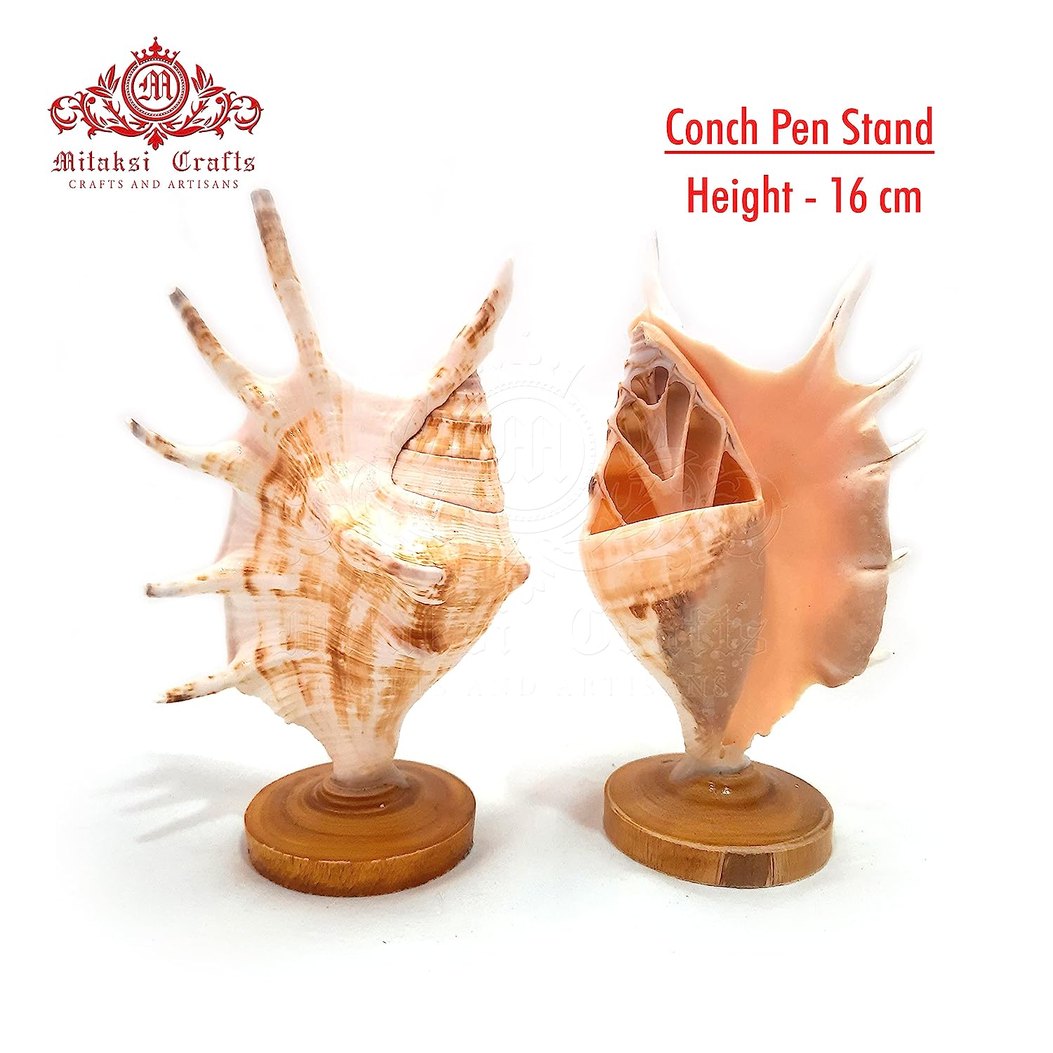Seashell Panchmukhi Shankh - Turbinella Pyrum Shell Pen Stand Pack of 2